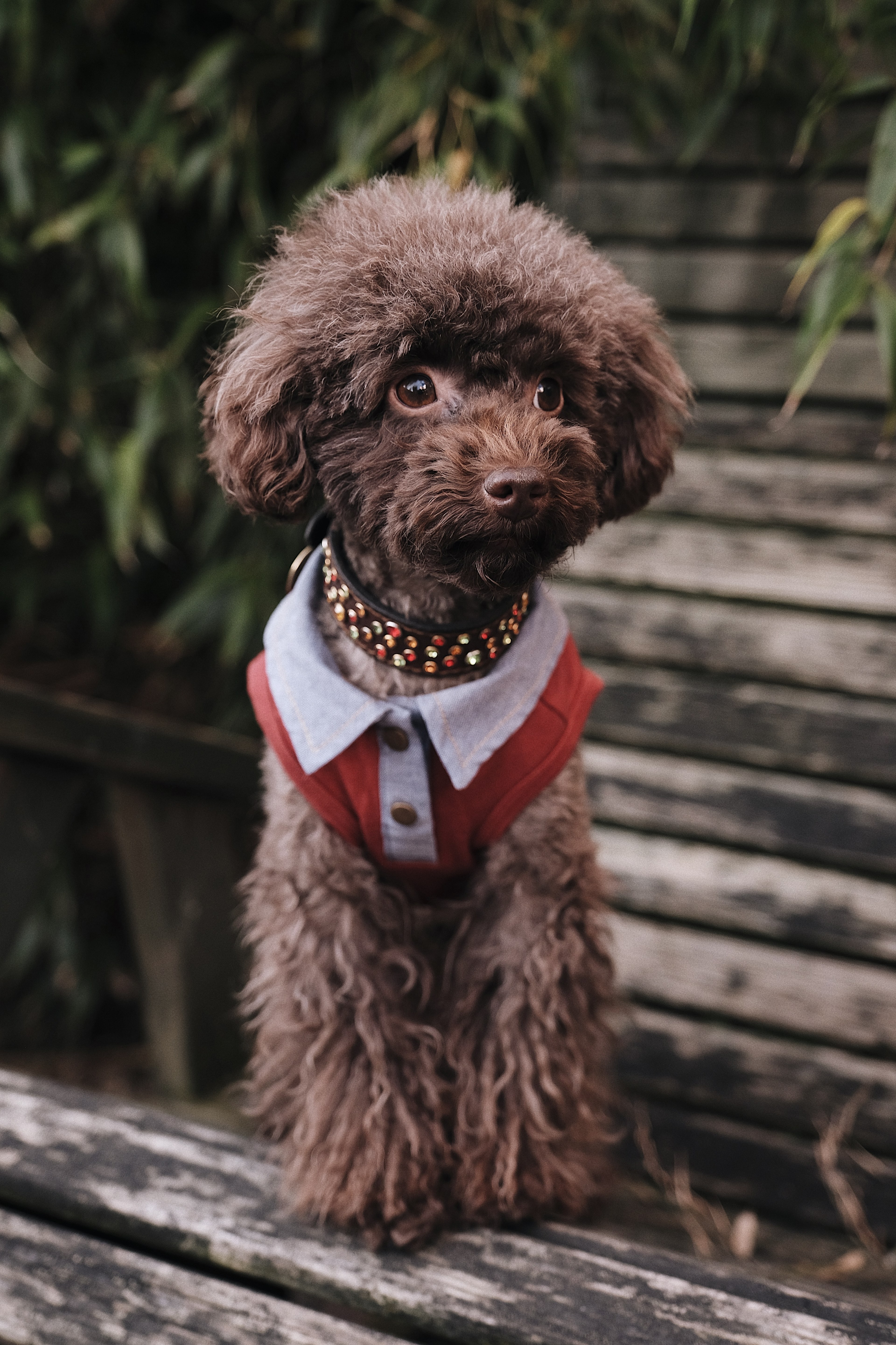 poodle in the garden 4k, Phone HD Wallpaper