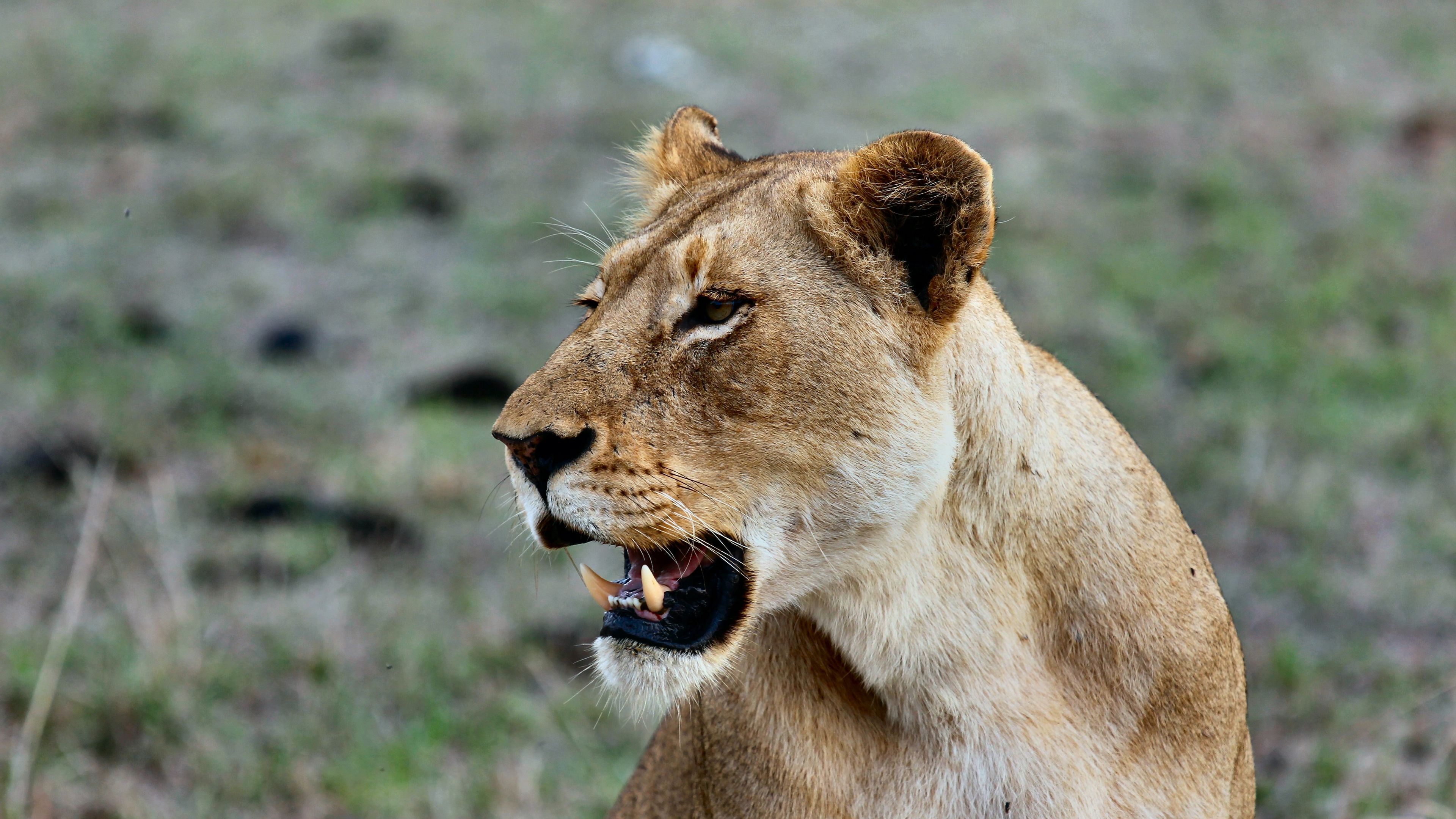 lioness, predatory, grin, 4k, HD Wallpaper