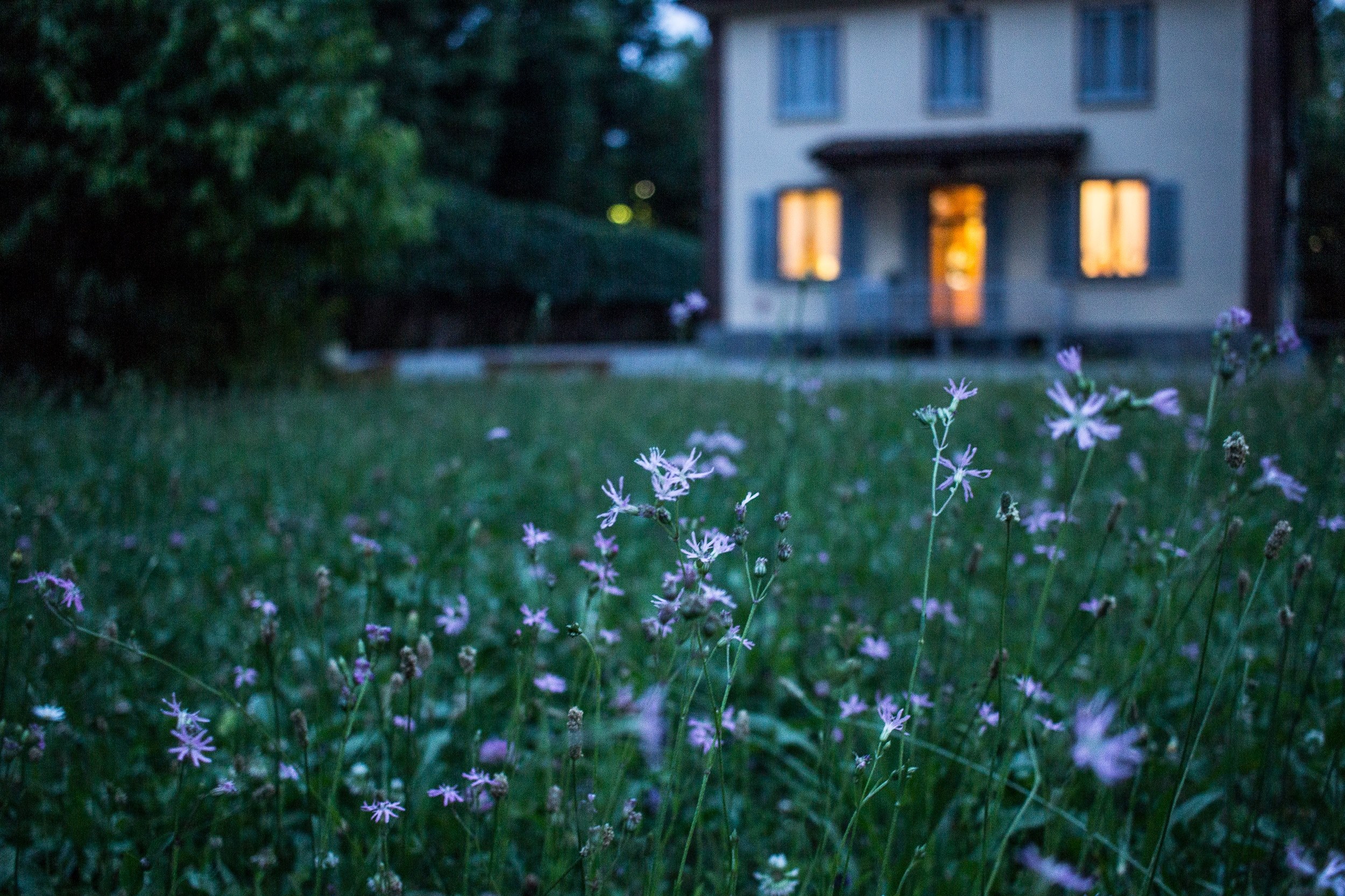 a patch of grass with white wild flowers in a suburban backyard, backyard wild flowers 4k, HD Wallpaper