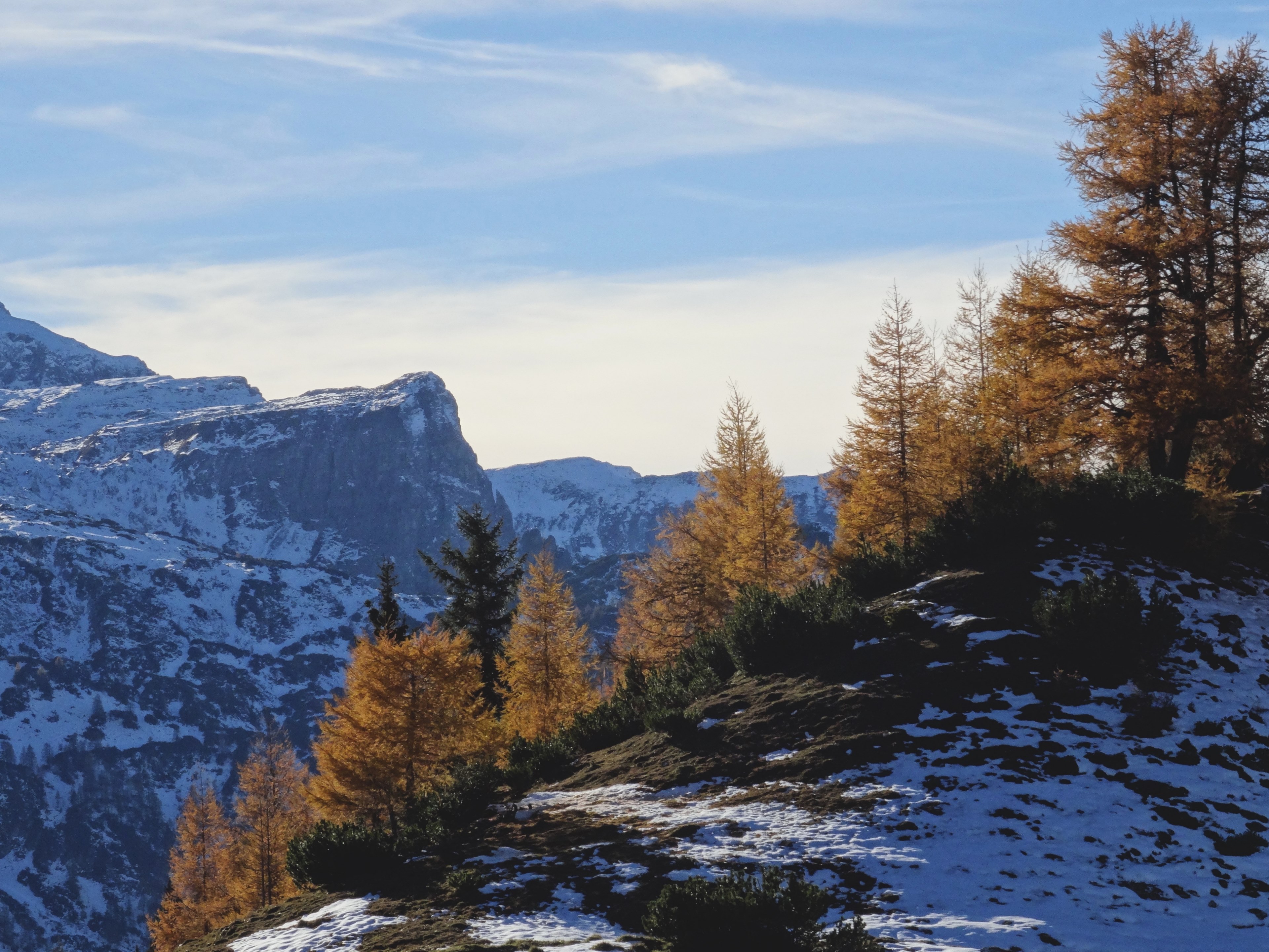 a line of brown needled coniferous trees on a slope in a snowy mountainous landscape, brown conifers in the snowy mountains 4k, HD Wallpaper