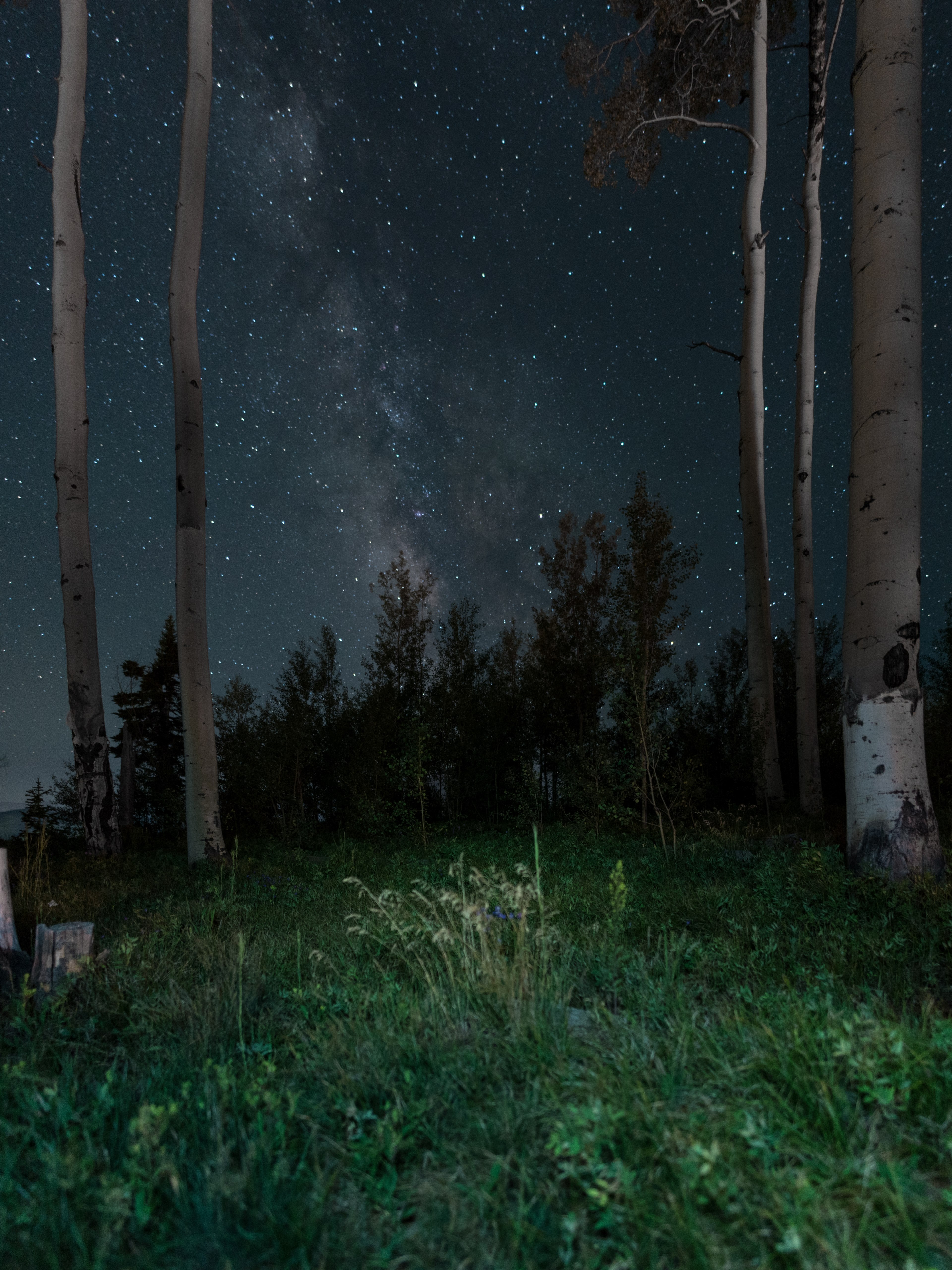 tree sky stars and night hd, 4k, Phone HD Wallpaper