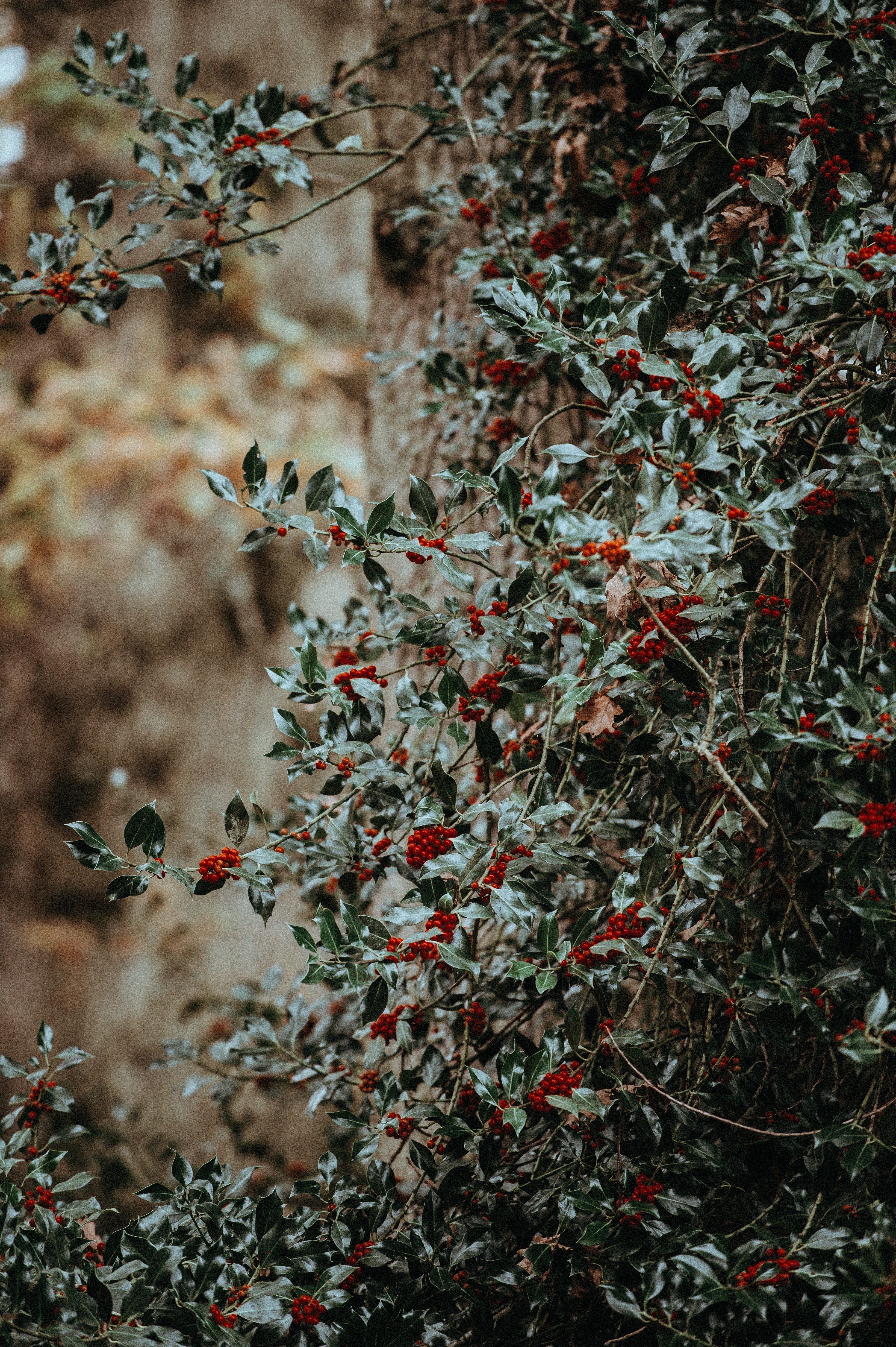 holly and holly berries 4k, Phone HD Wallpaper