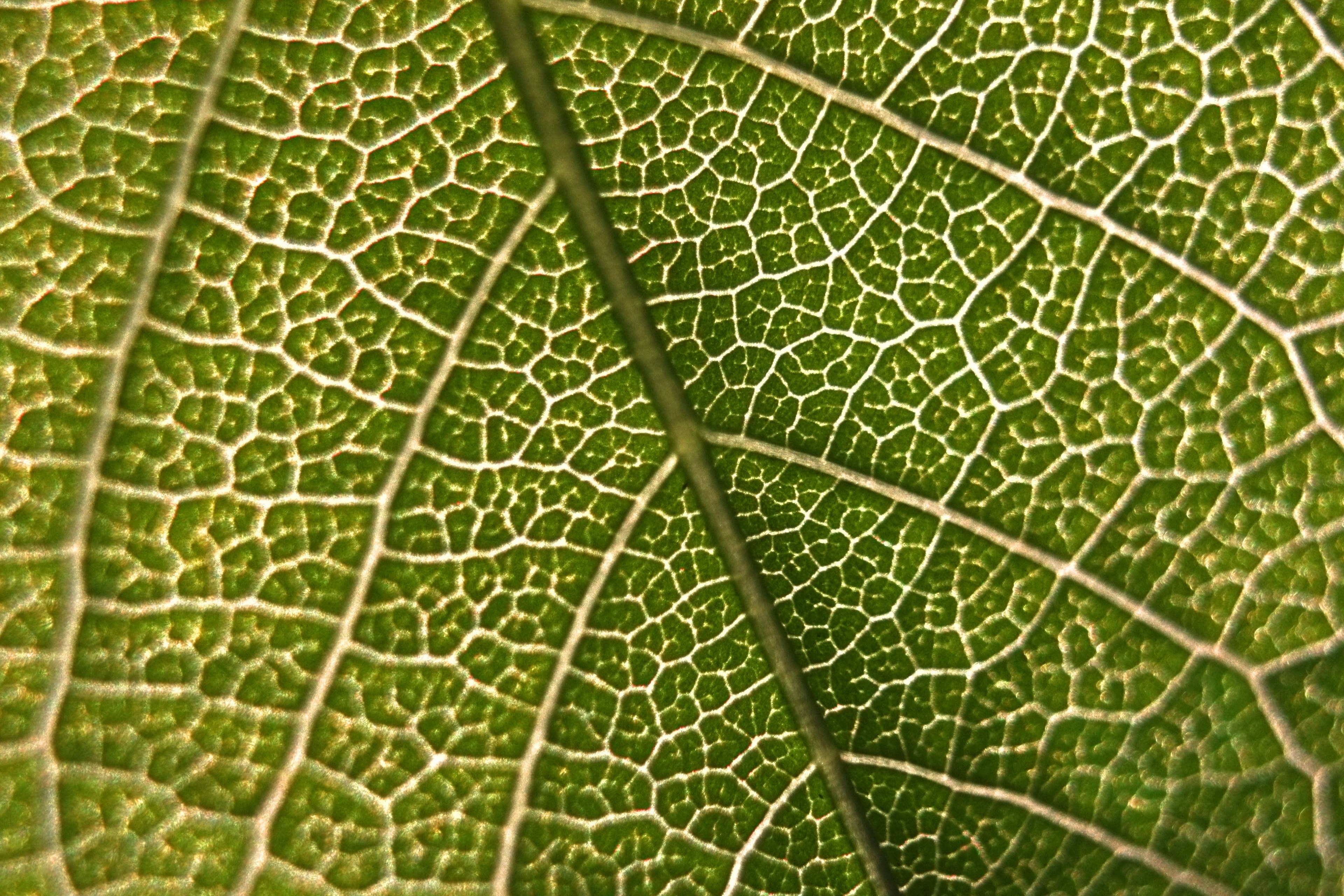 a macro shot of the veiny surface of a leaf, leaf texture in macro 4k, HD Wallpaper