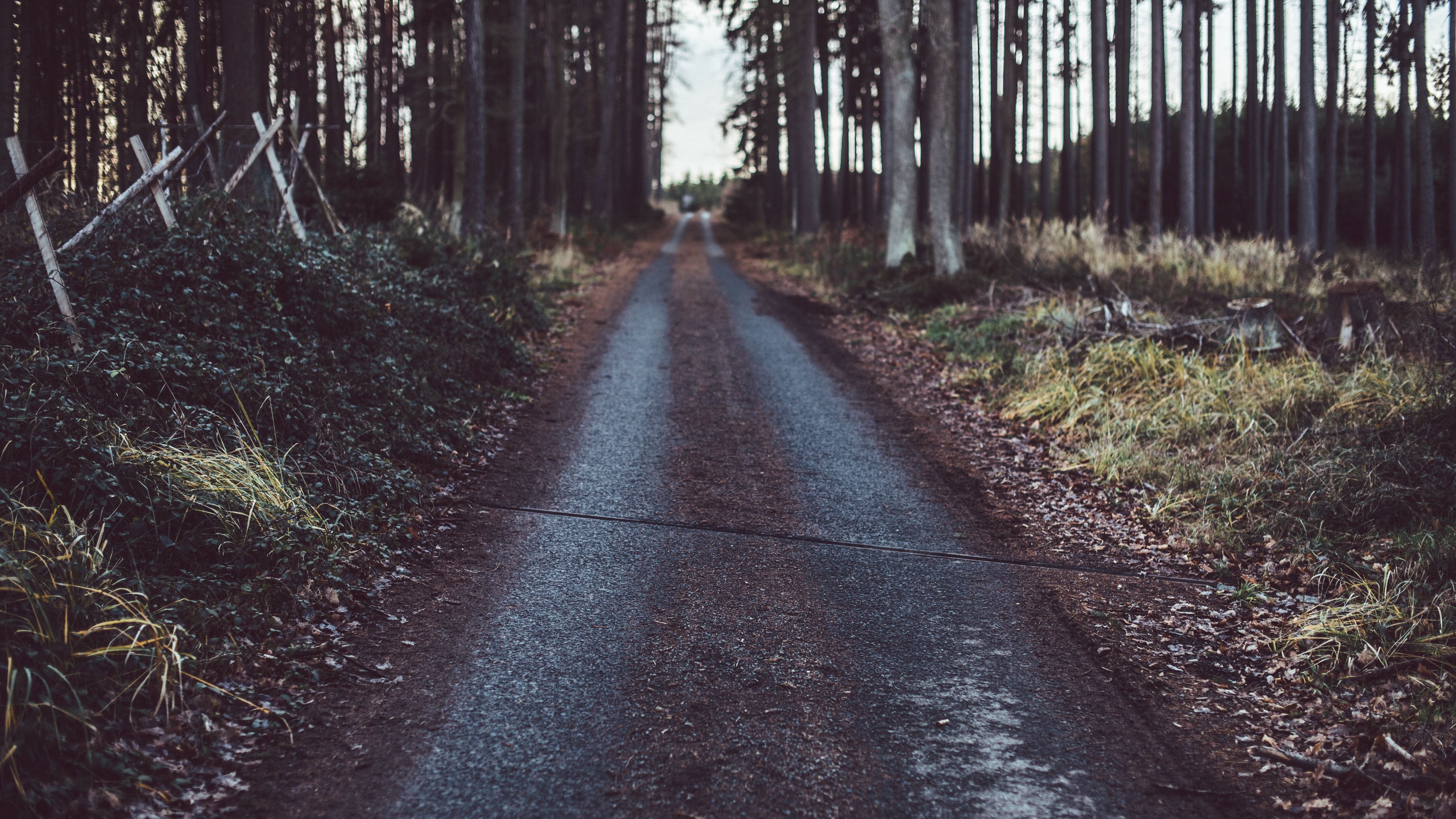 path, road, grass, trees, 4k, HD Wallpaper