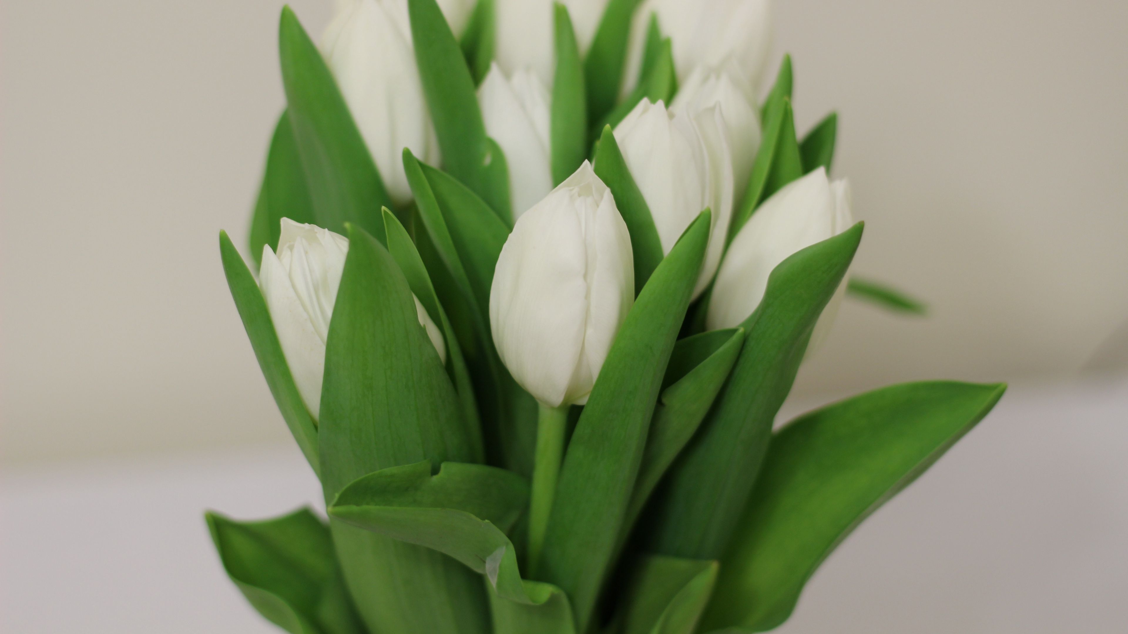 tulips, flowers, bouquet, white, 4k, HD Wallpaper