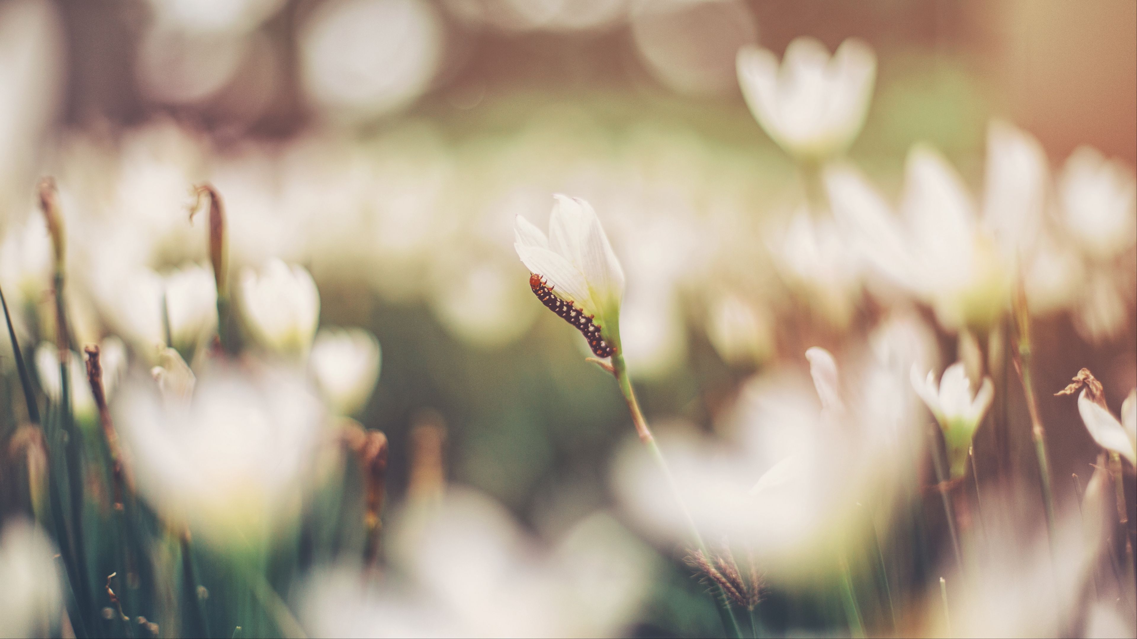 caterpillar, grass, flowers, macro, blurring, 4k, HD Wallpaper