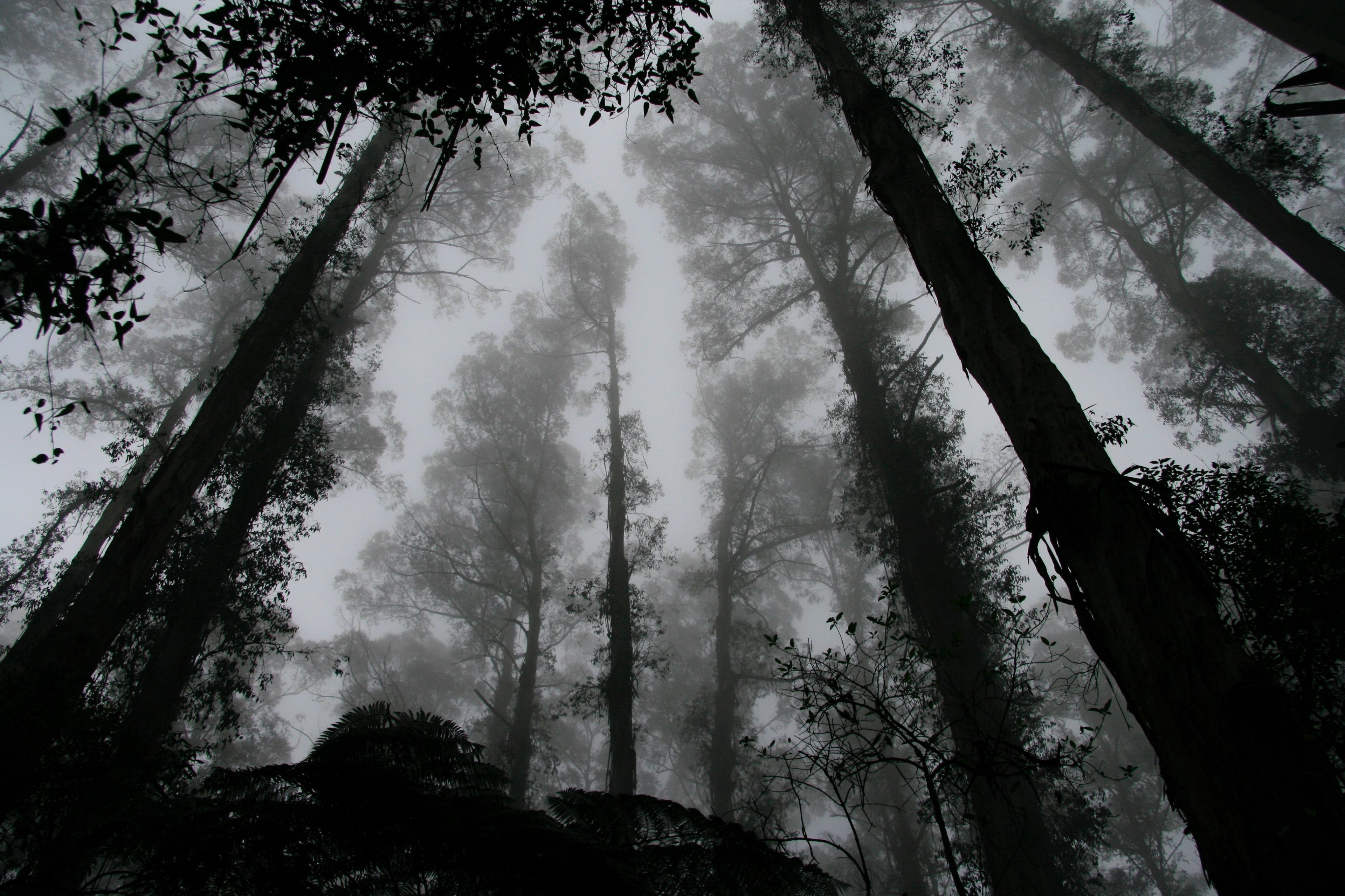 a dark low angle shot of towering trees in the middle of the forest, dark forest canopy 4k, HD Wallpaper