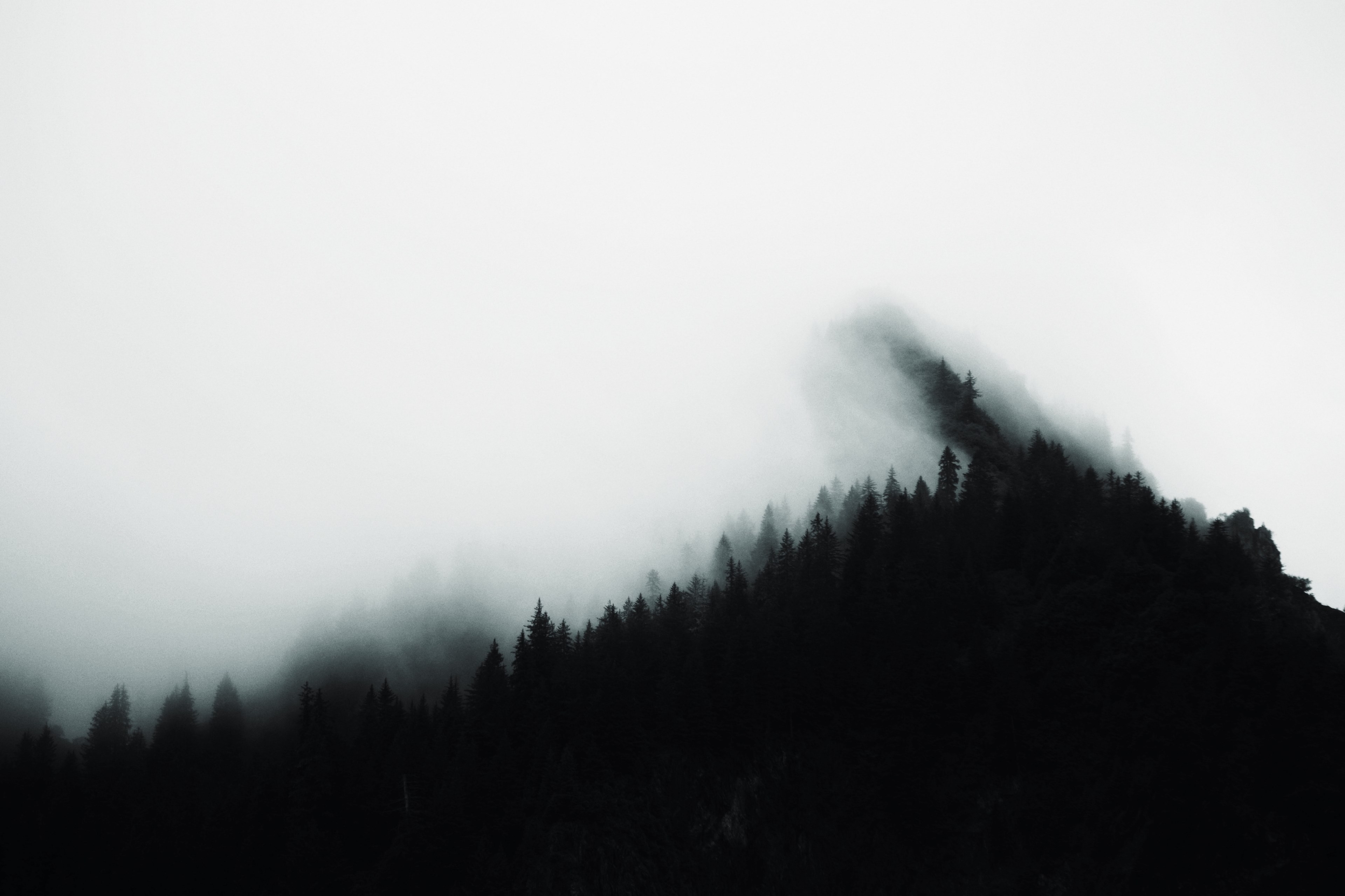 a heavy fog descending on evergreen trees in kenai fjords national park, am i vsco yet 4k, HD Wallpaper