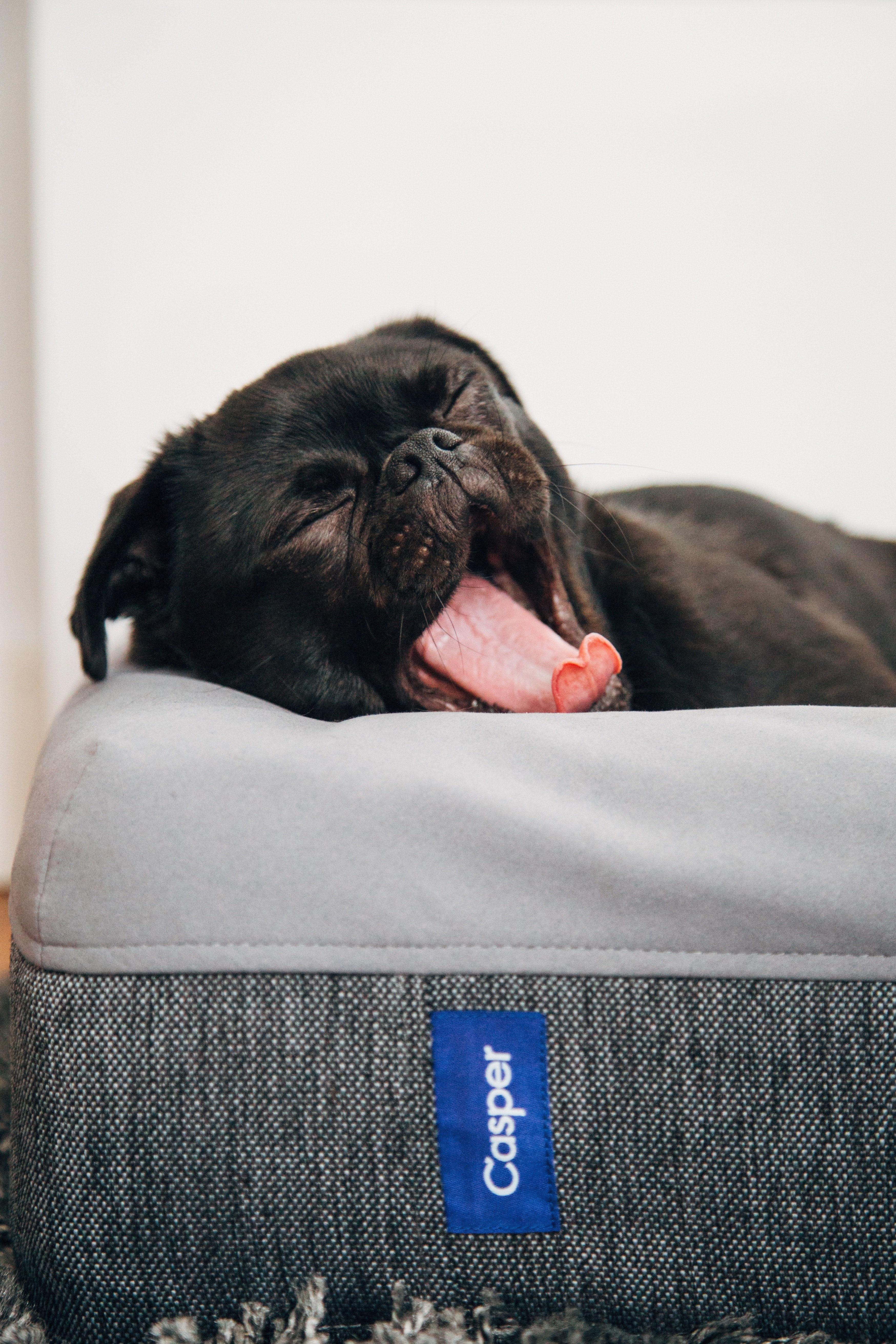 a dog sticking his tongue out while lying down in a dog bed and yawning, _tired pug 4k, Phone HD Wallpaper