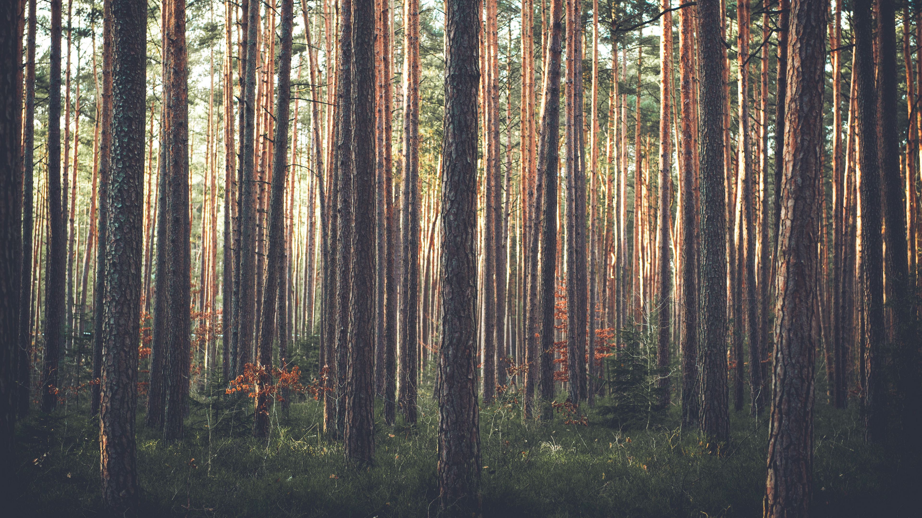 forest, pine, trees, grass, 4k, HD Wallpaper