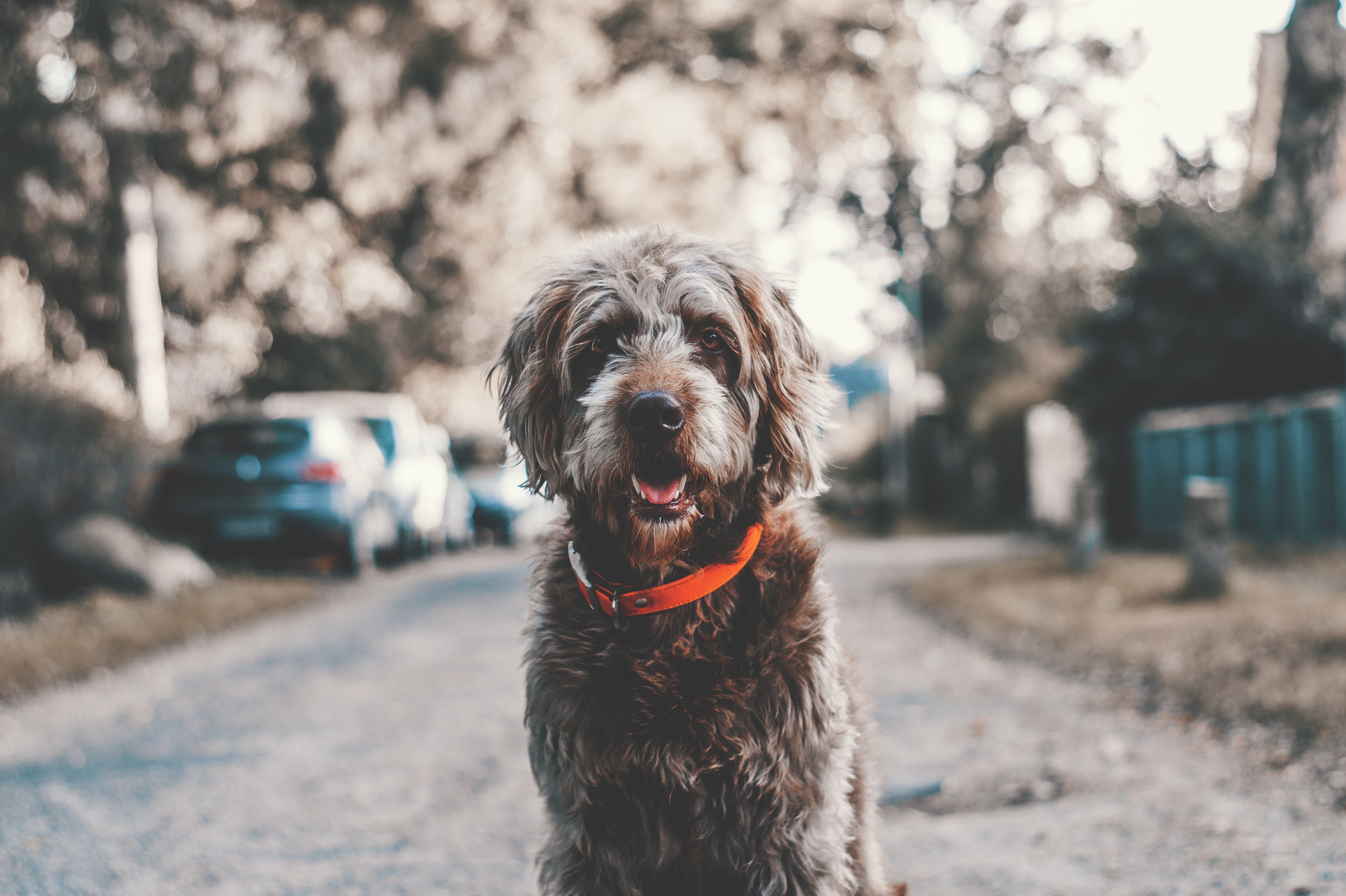a brown dog wearing a red color in hamburg, hamburg puppy 4k, HD Wallpaper