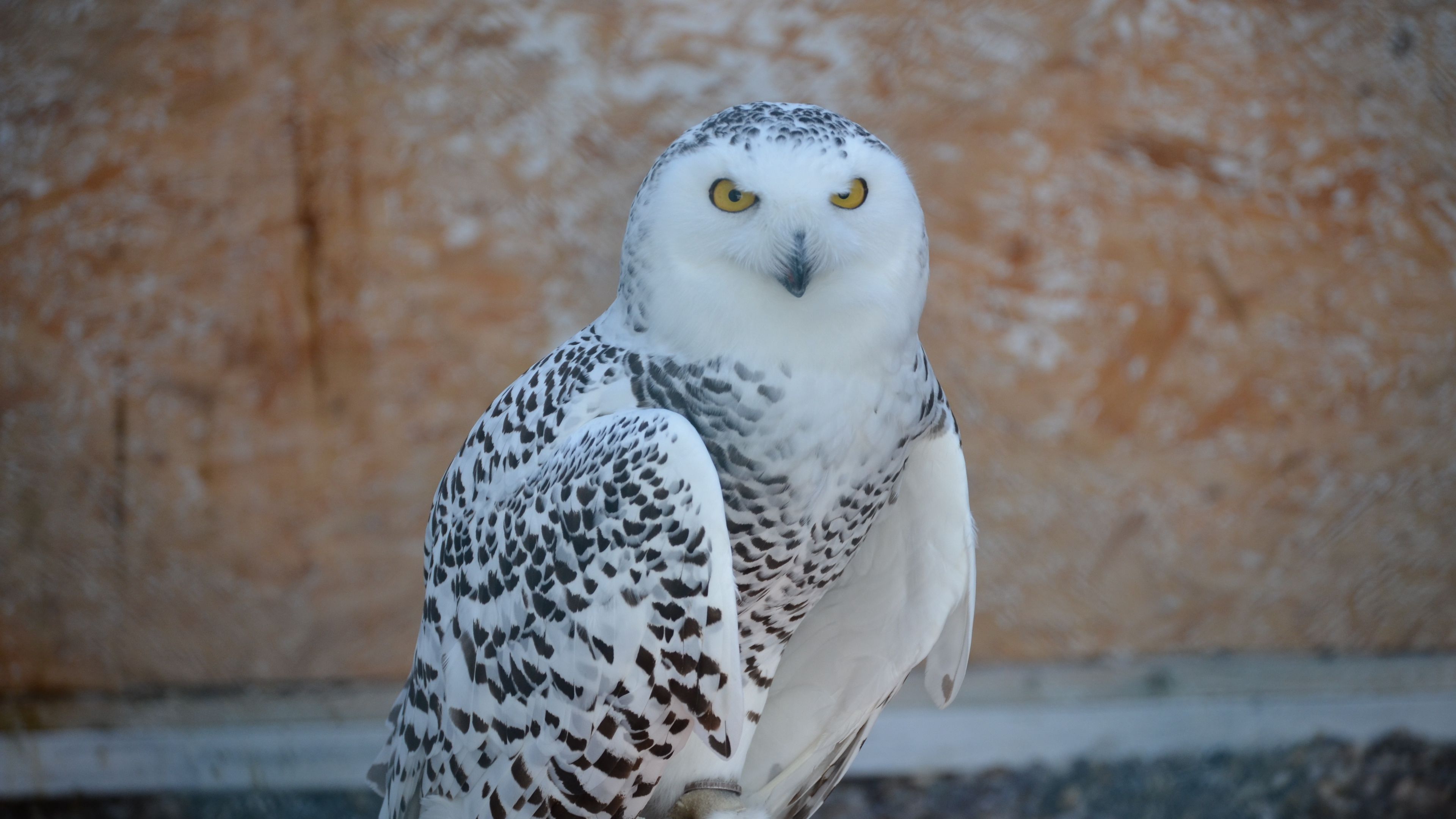 snowy owl, bird, predator, 4k, HD Wallpaper