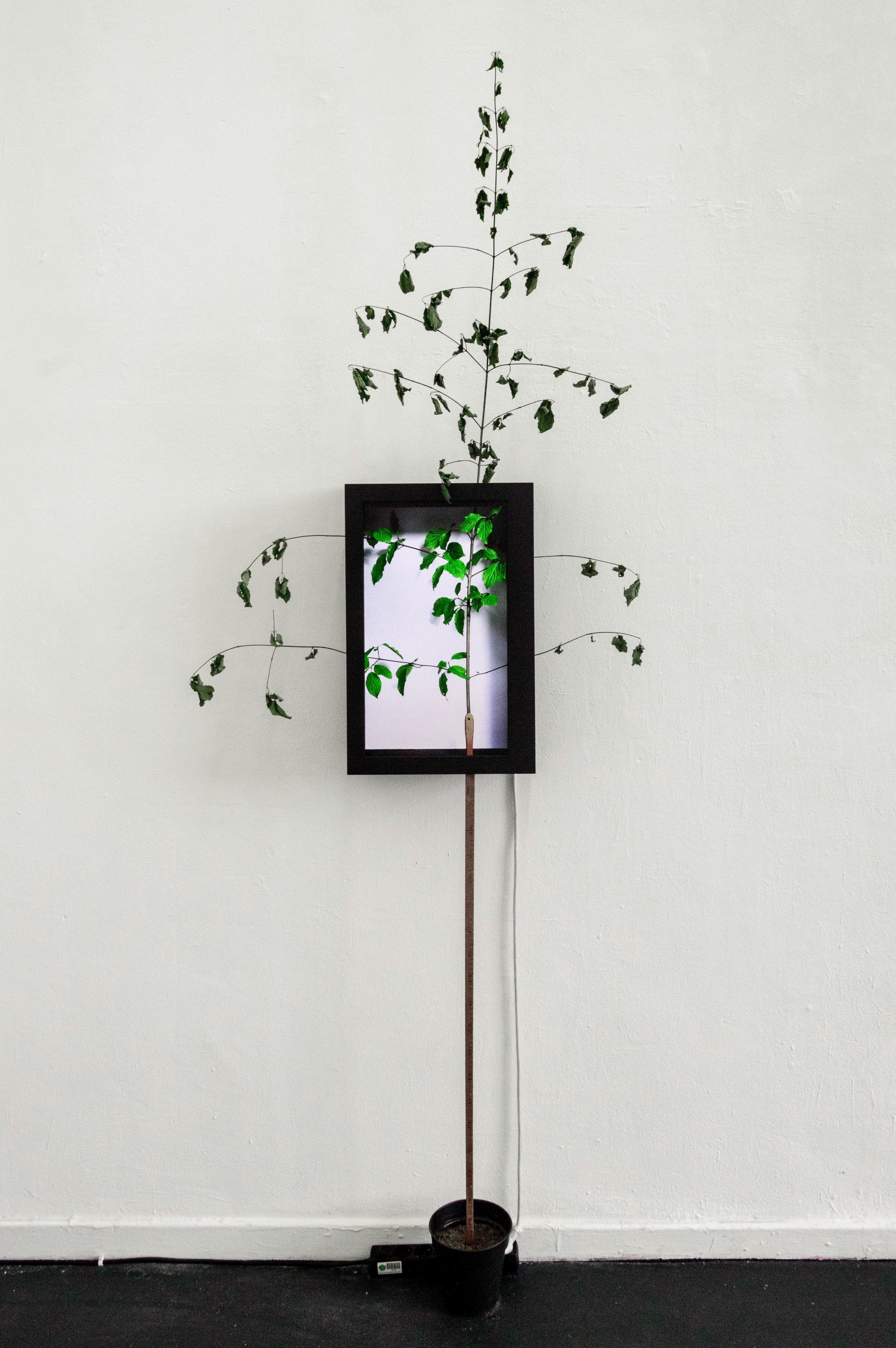 a tall potted plant and a photo frame on a white wall, old tree in tablet 4k, Phone HD Wallpaper