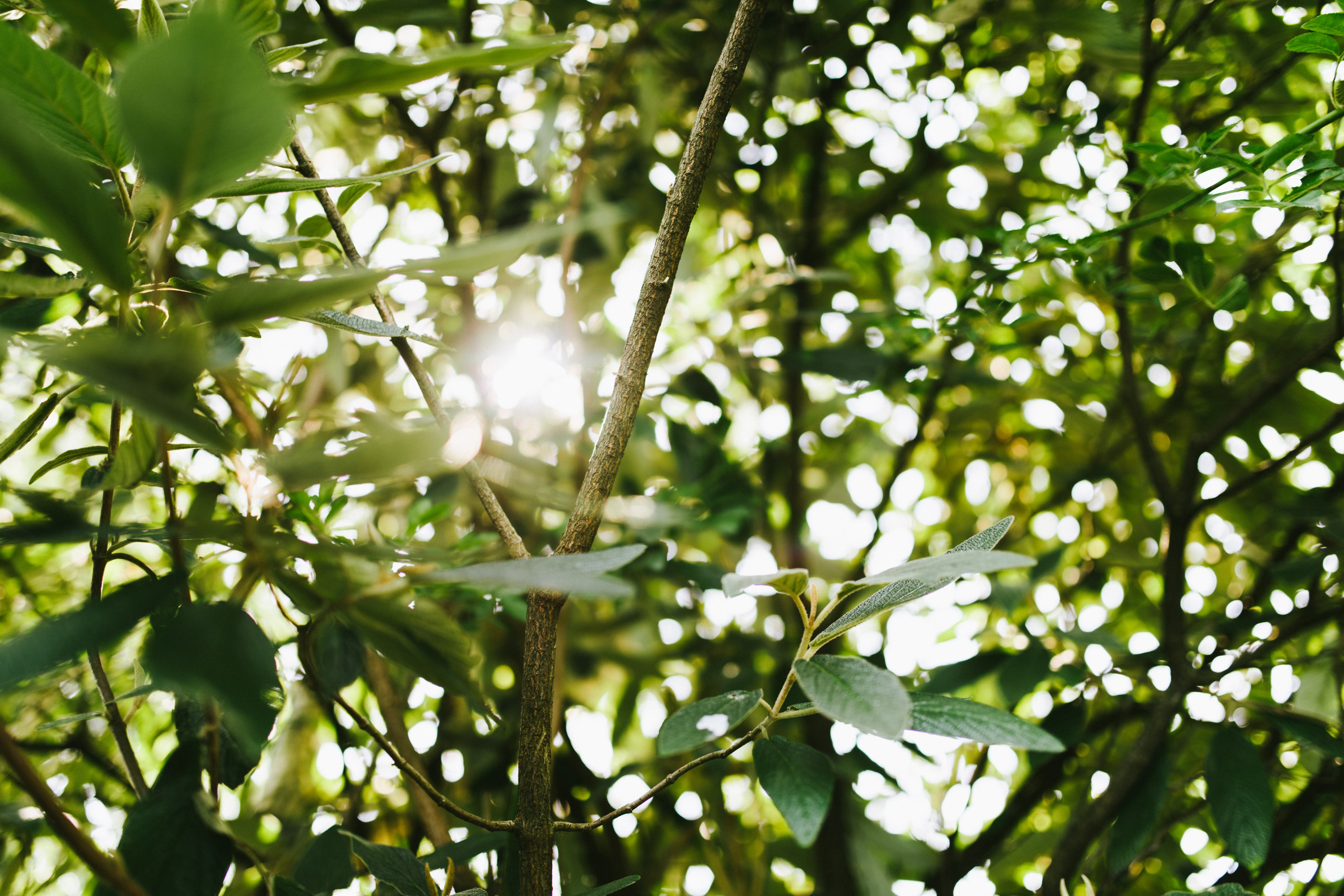 tree leafe branch and sun 4k, HD Wallpaper