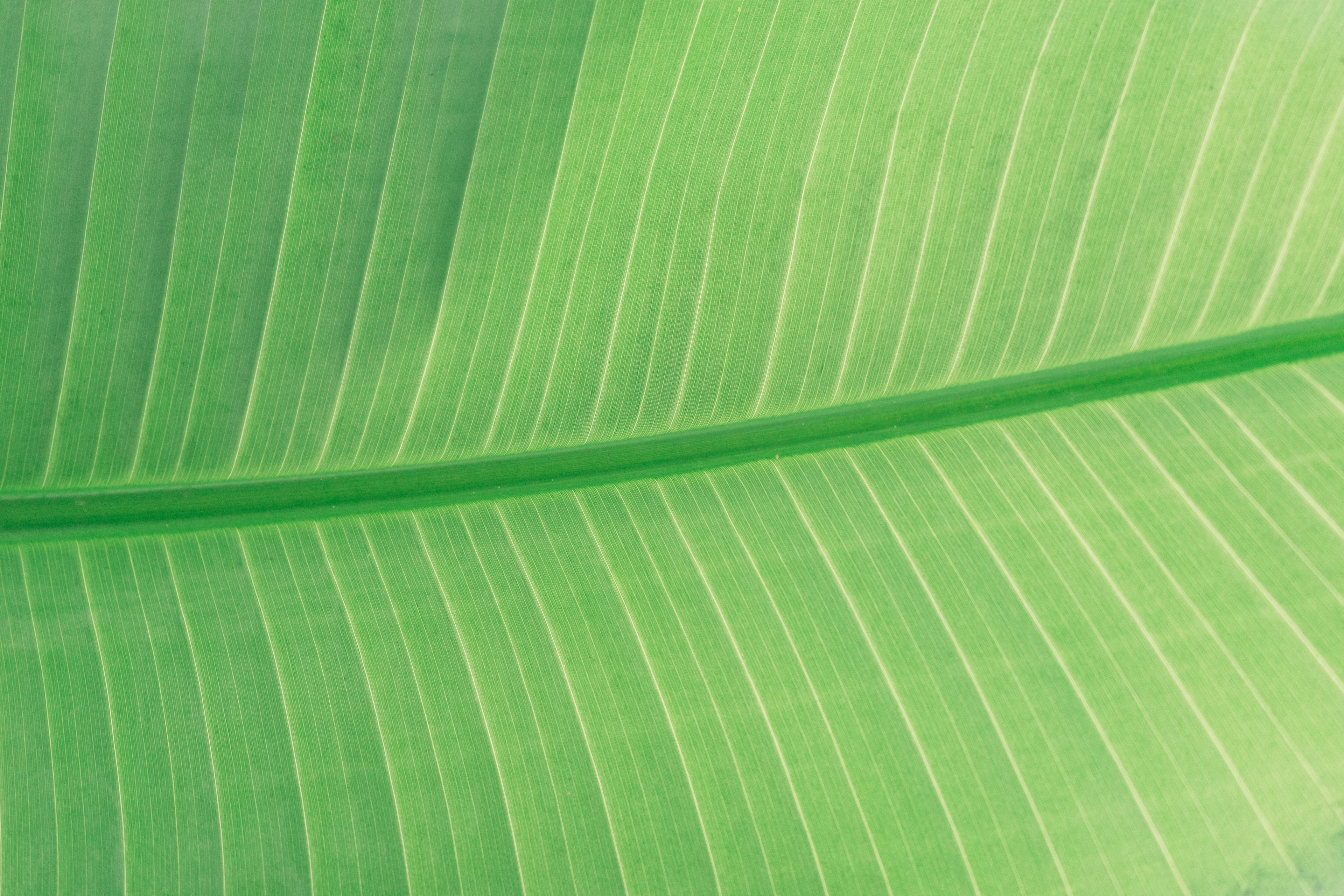 leaf green line and vein 4k, HD Wallpaper