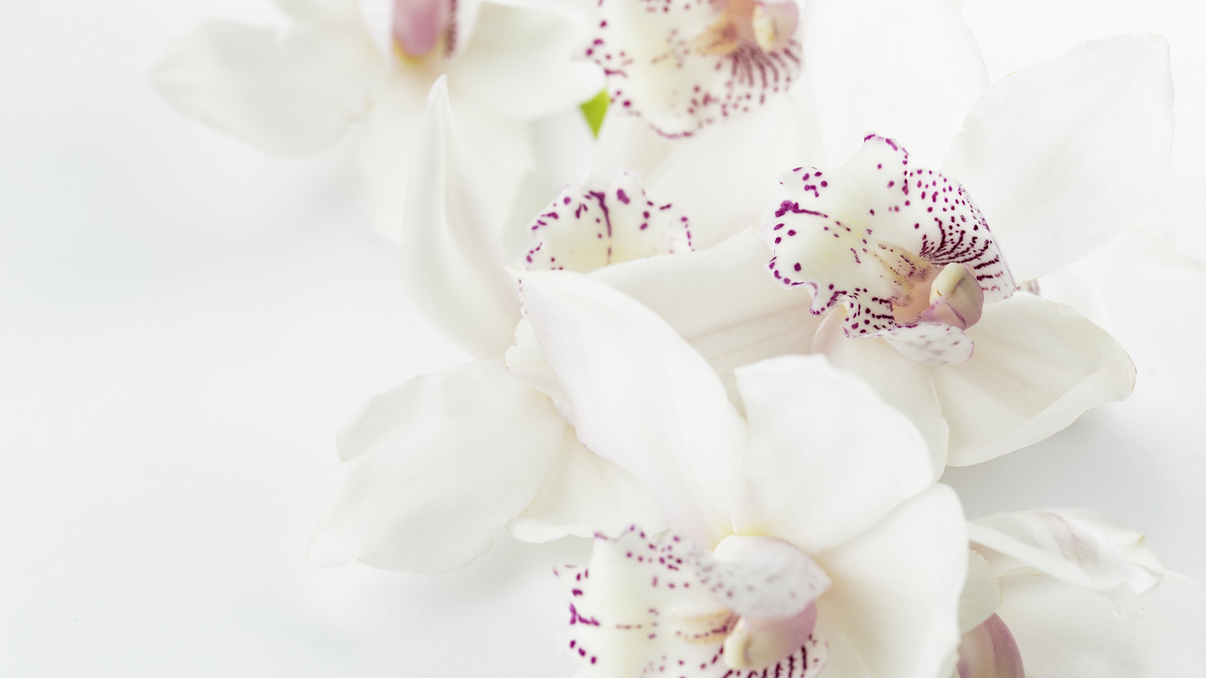 orchids, flowers, buds, spots, 4k, HD Wallpaper