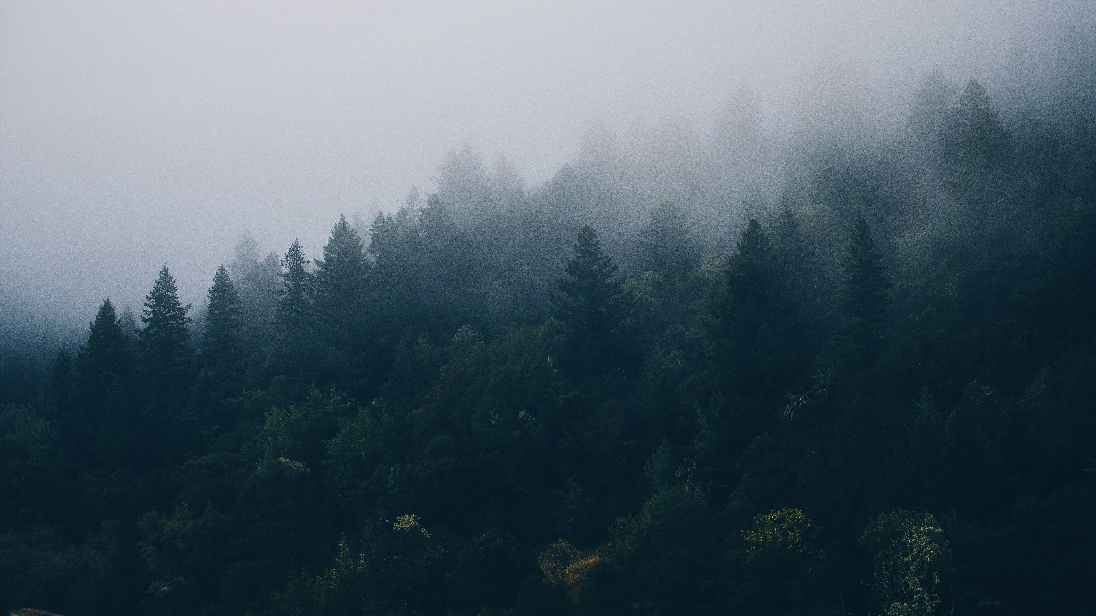 forest, trees, fog, 4k, HD Wallpaper