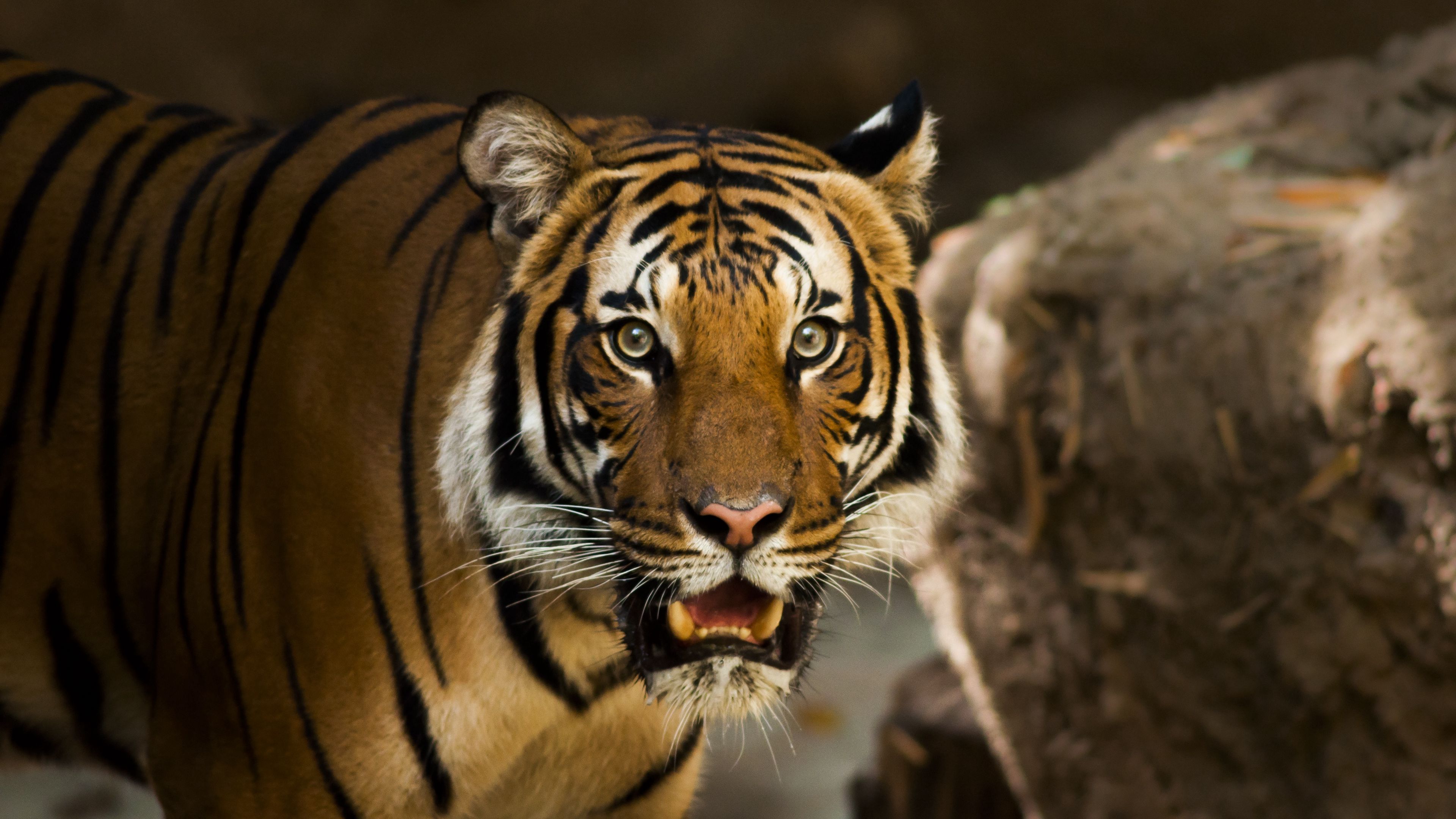 siberian tiger, predator, wild cat, 4k, HD Wallpaper