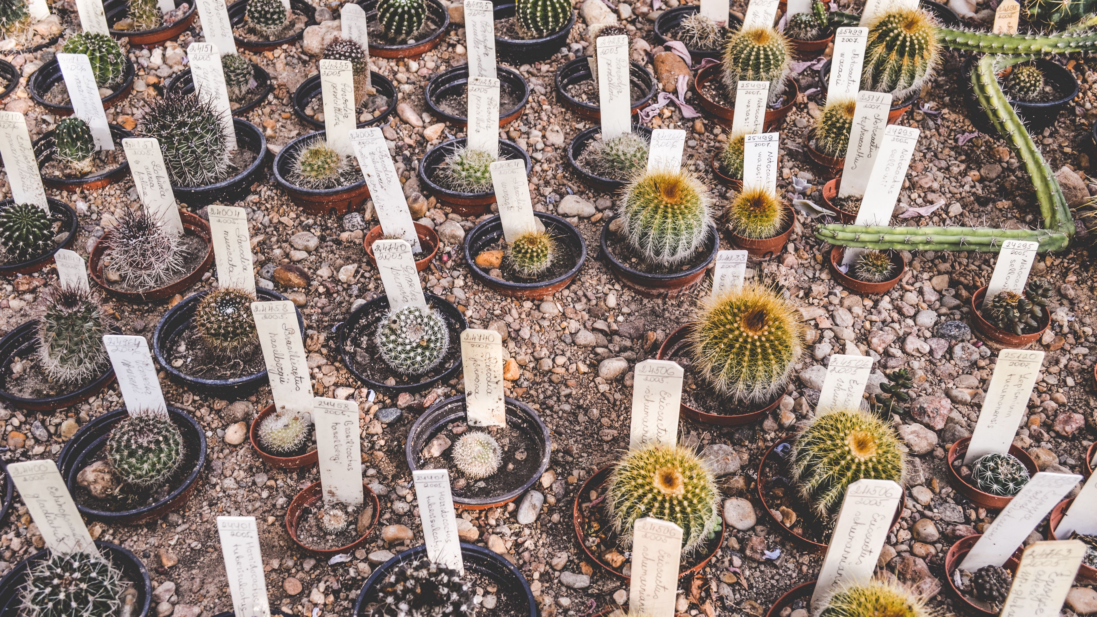 cactus, flowers, house plants, pots, 4k, HD Wallpaper