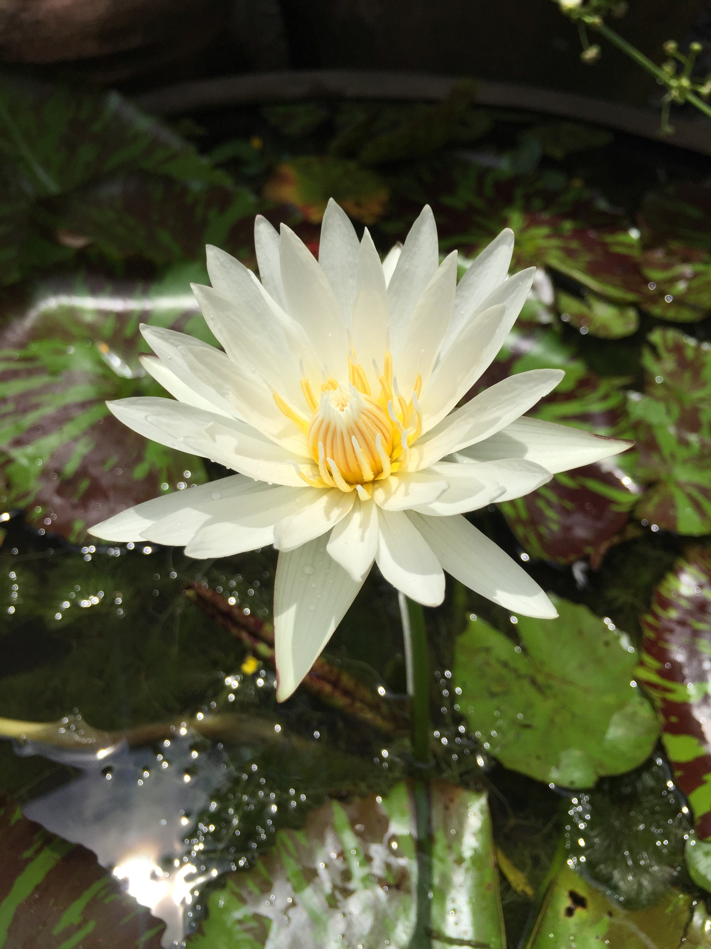 water lily grows in a serene pond, white lily bloom on a sunny day 4k, Phone HD Wallpaper