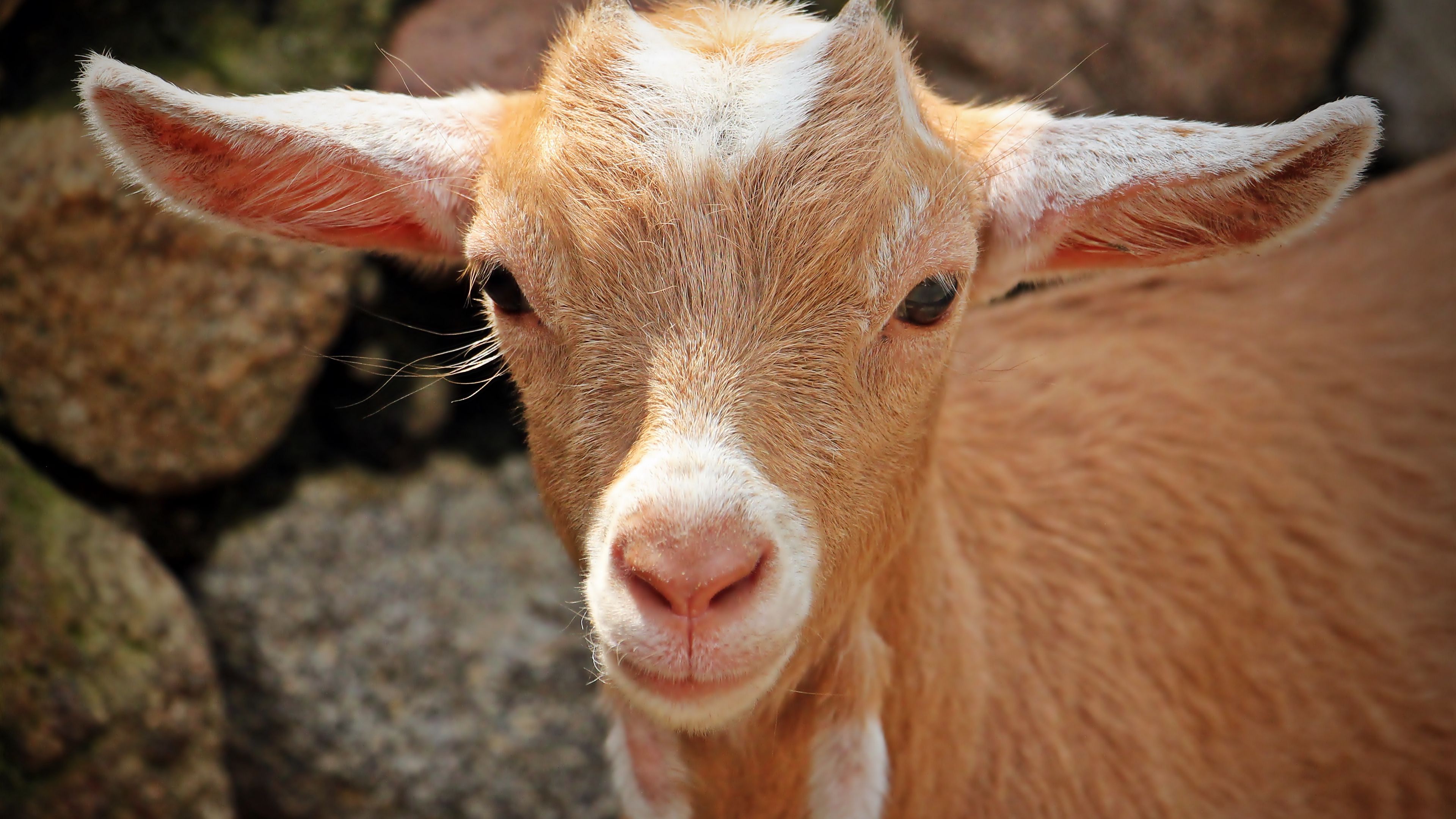 goat, face, young, 4k, HD Wallpaper