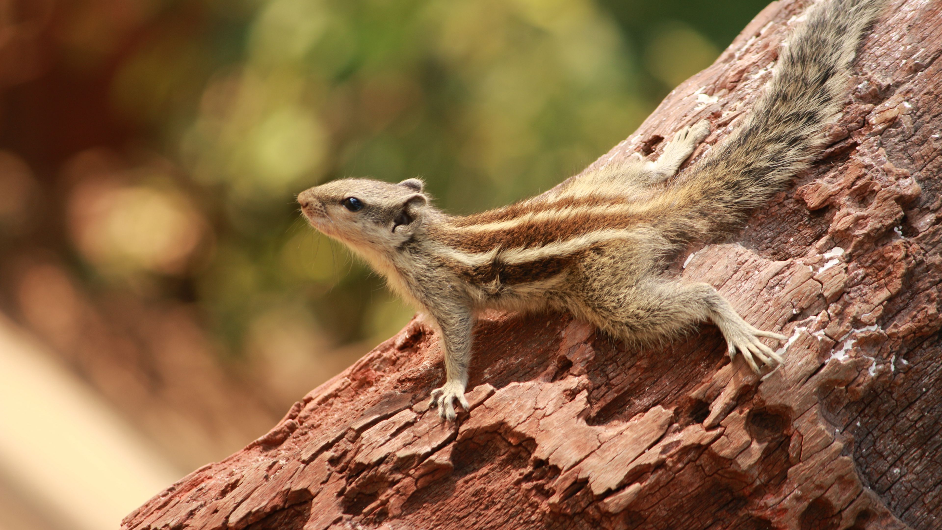 squirrel, small, tree, climbing, 4k, HD Wallpaper