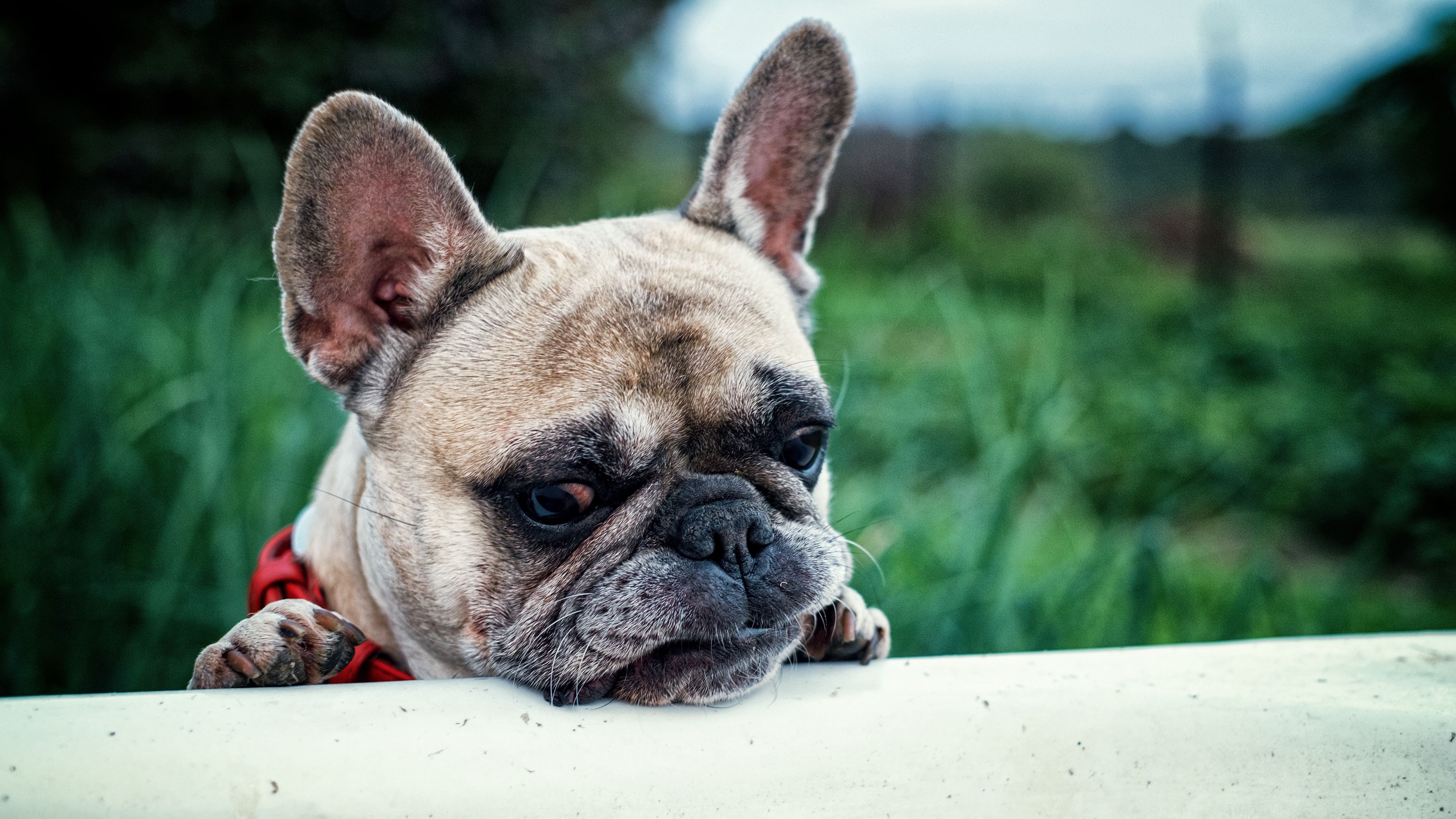 french bulldog, dog, muzzle, 4k, HD Wallpaper