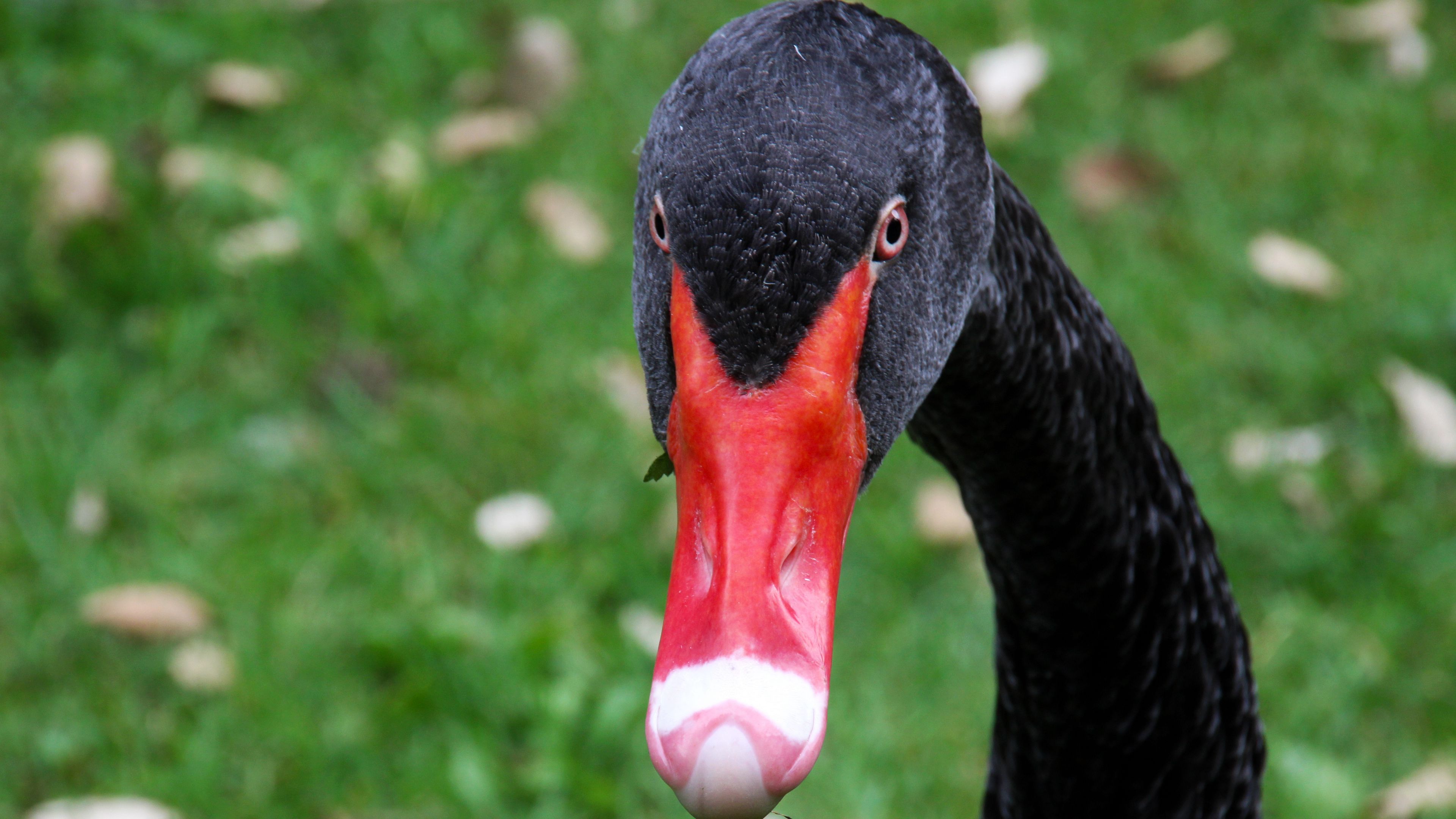 black swan, bird, beak, 4k, HD Wallpaper