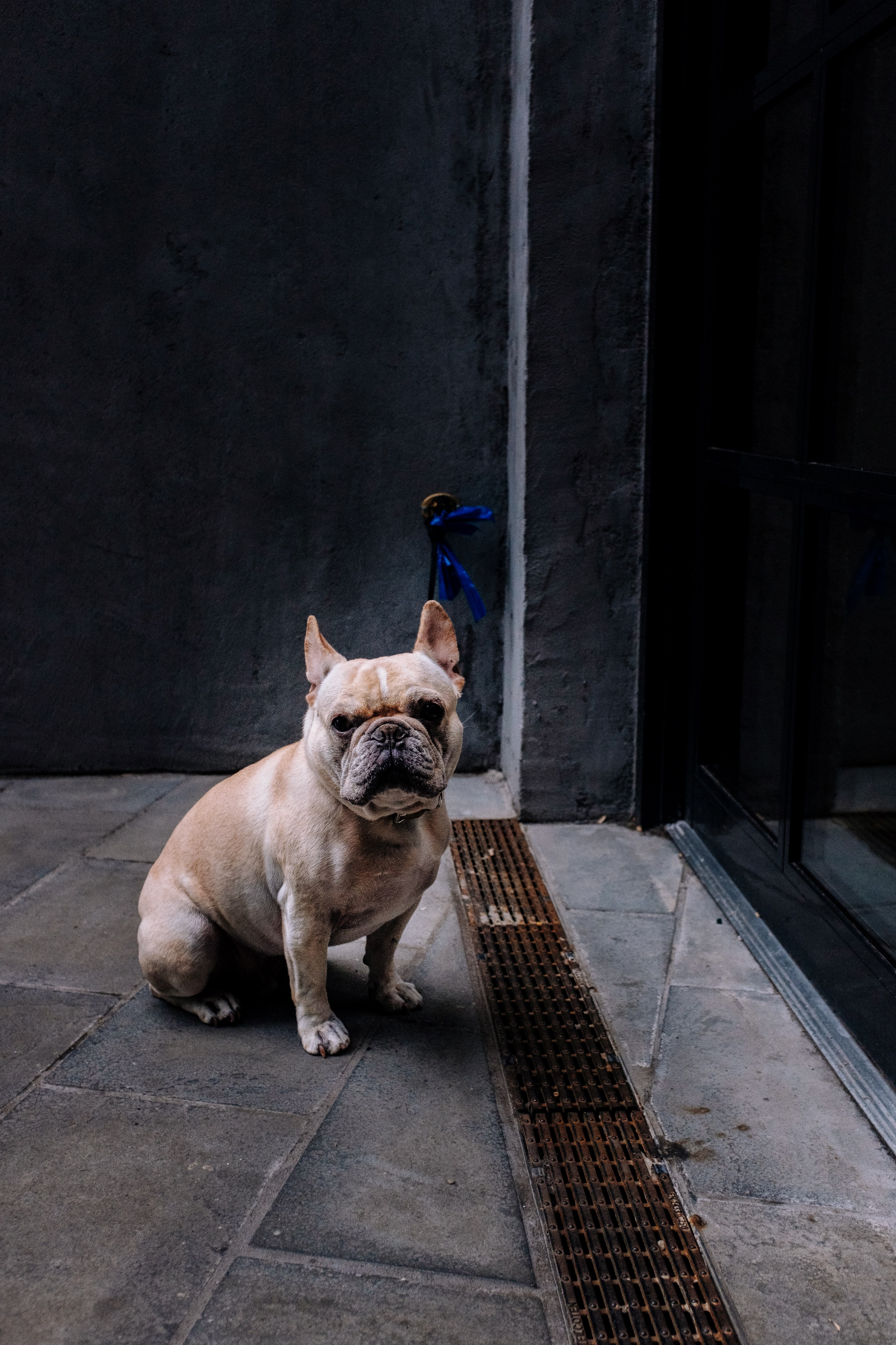 dog pet canine and bulldog hd, 4k, Phone HD Wallpaper