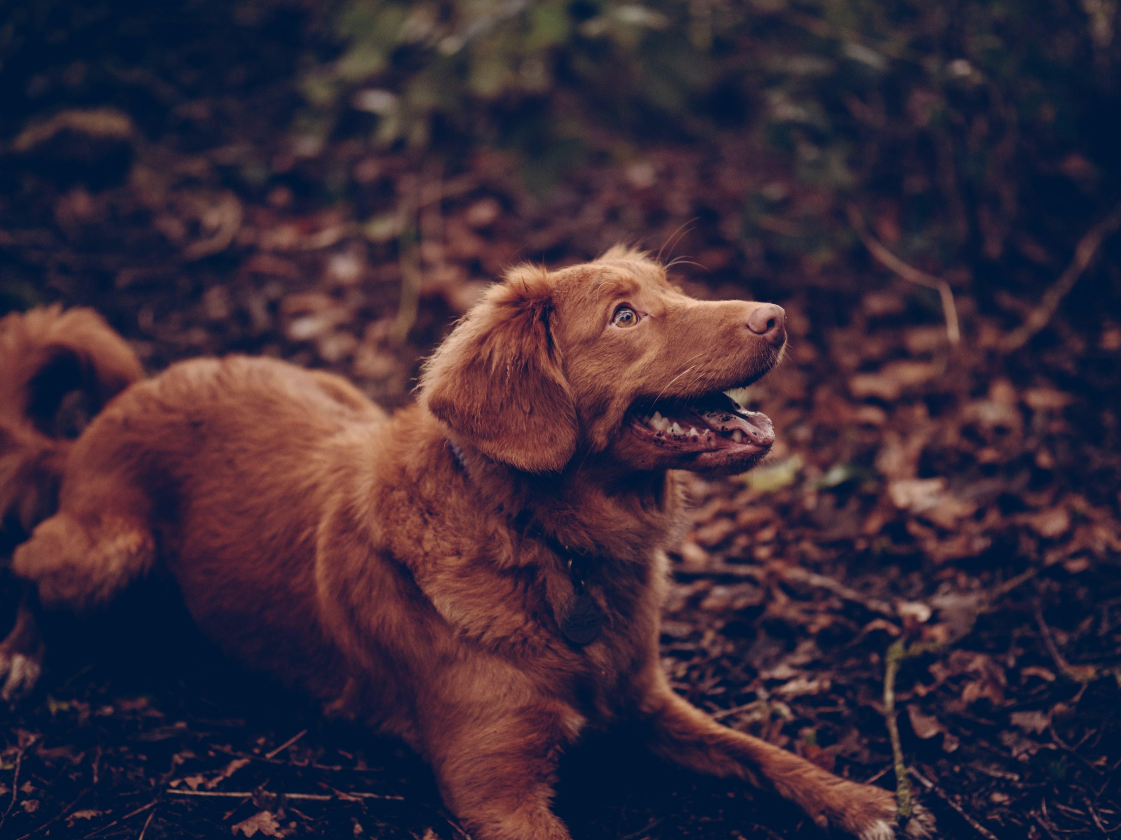 dog pet canine and brown 4k, HD Wallpaper