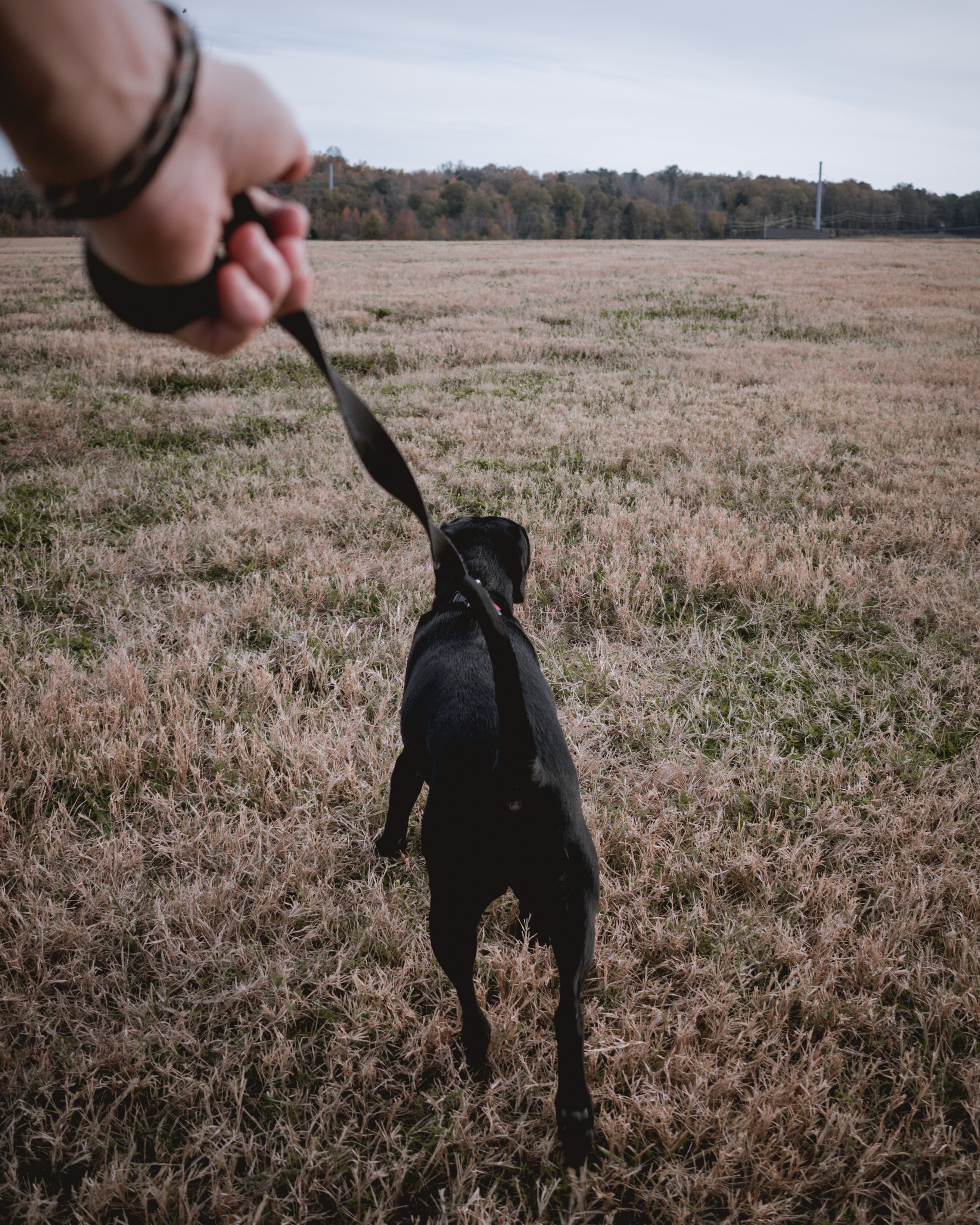 dog walking lead and black hd, 4k, Phone HD Wallpaper