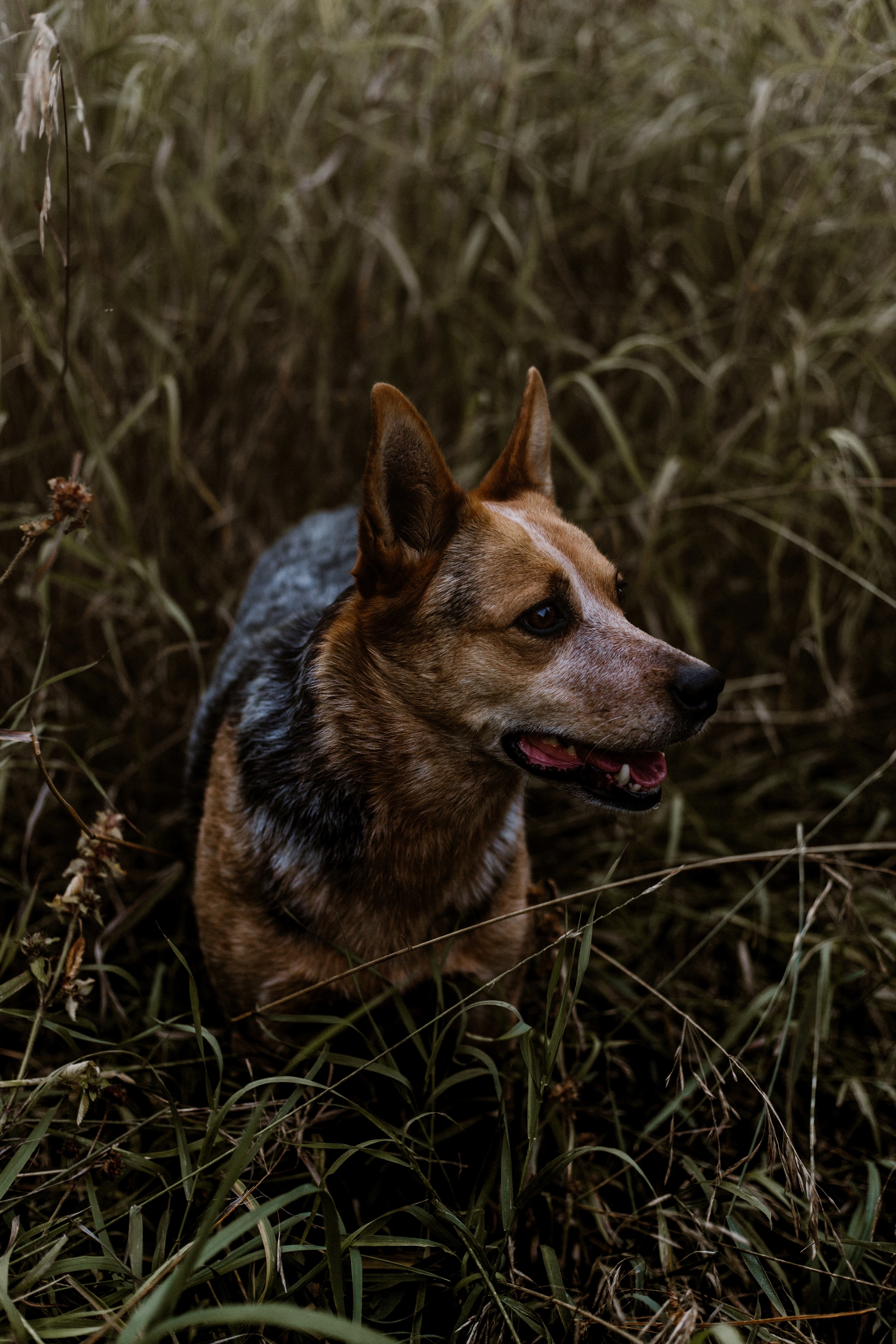 dog grass animal and pet hd, 4k, Phone HD Wallpaper