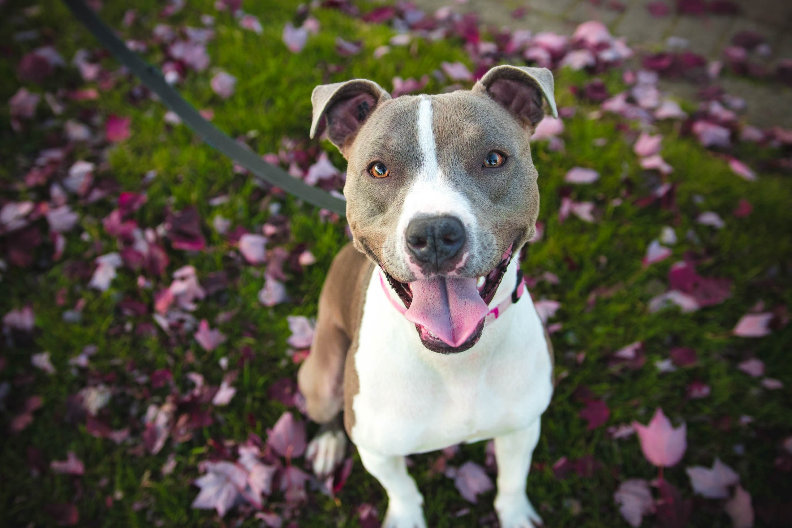 a pitbull on a leash on a lawn covered with autumn leaves, pitbull on a leash 4k, HD Wallpaper