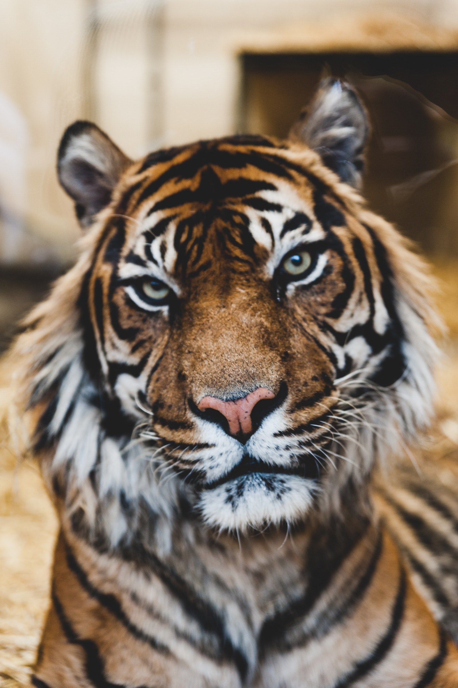 tiger staring at camera at edinburgh zoo, majestic tiger 4k, Phone HD Wallpaper