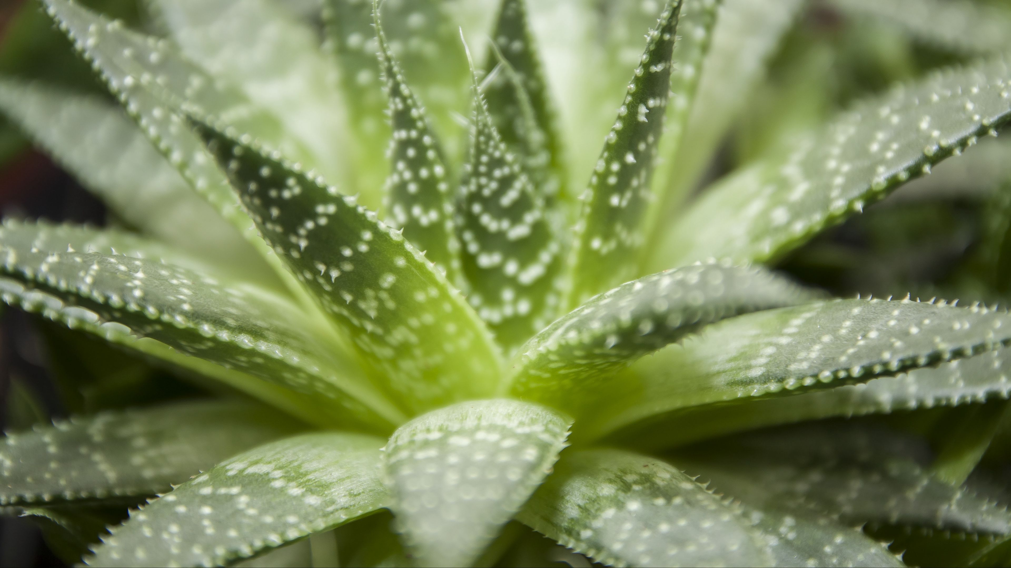haworthia, flower, houseplant, close-up, 4k, HD Wallpaper