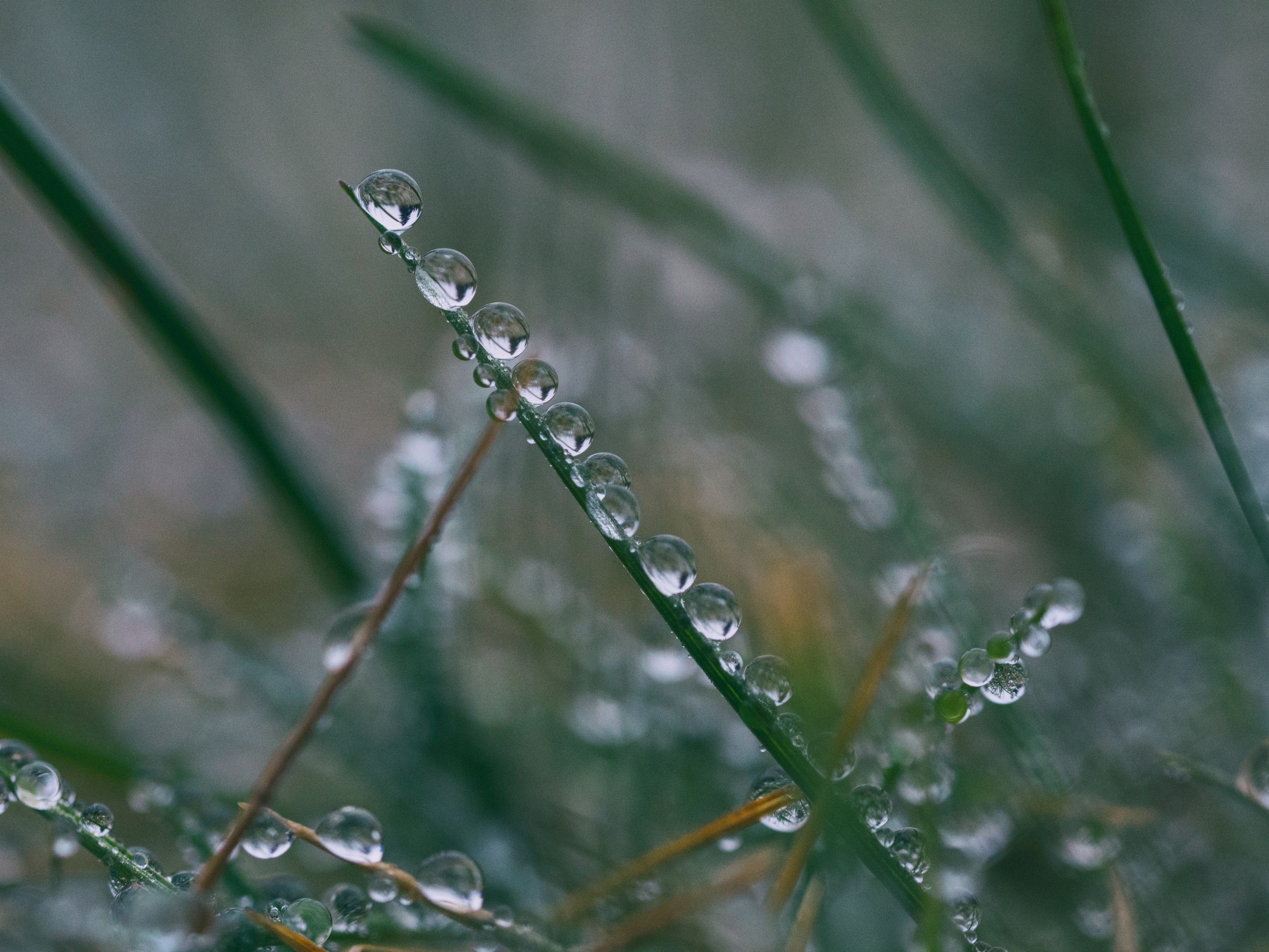 dew droplet grass and wet 4k, HD Wallpaper