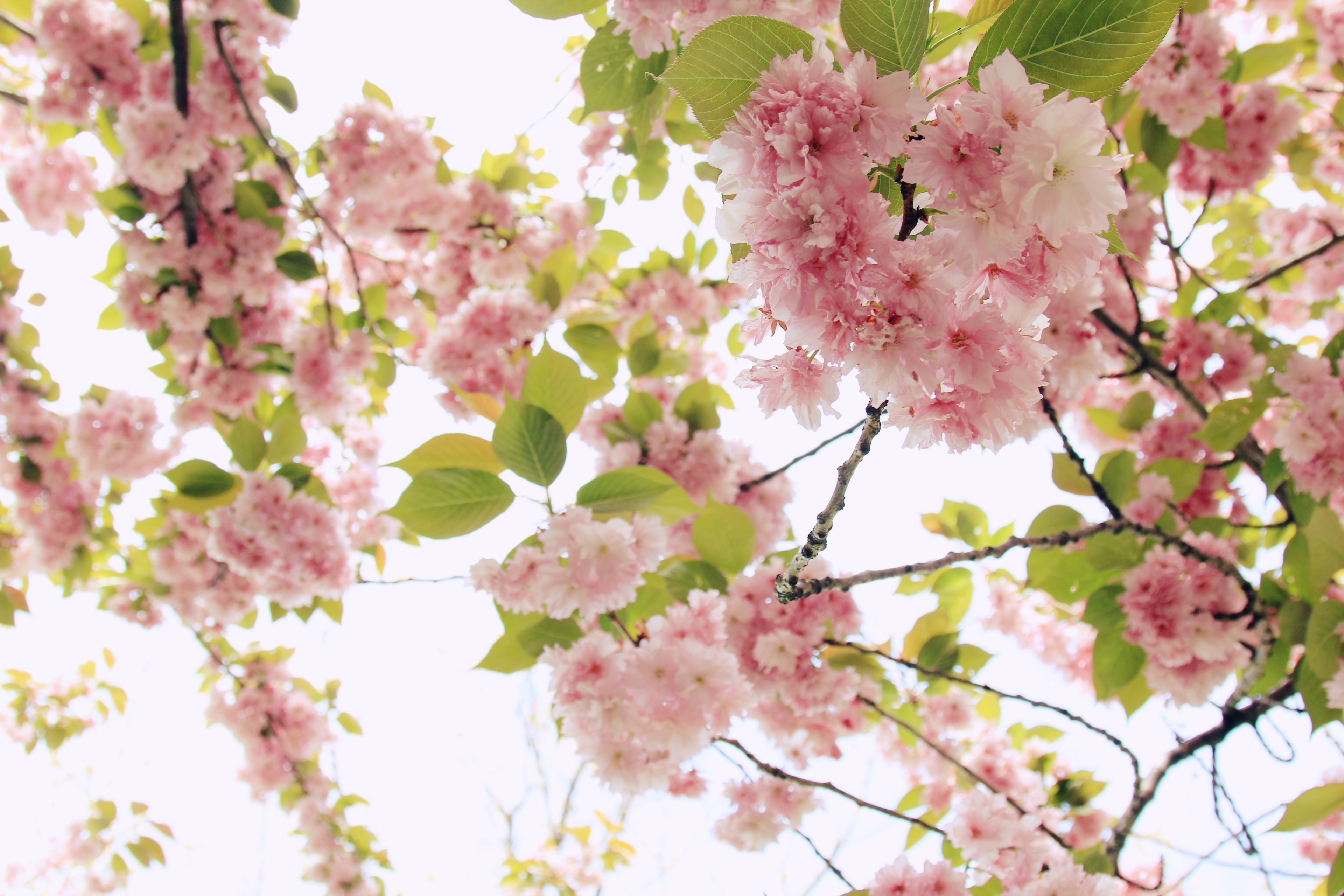 pink blossom and green leaves on a tree, pink blossom and green leaves 4k, HD Wallpaper