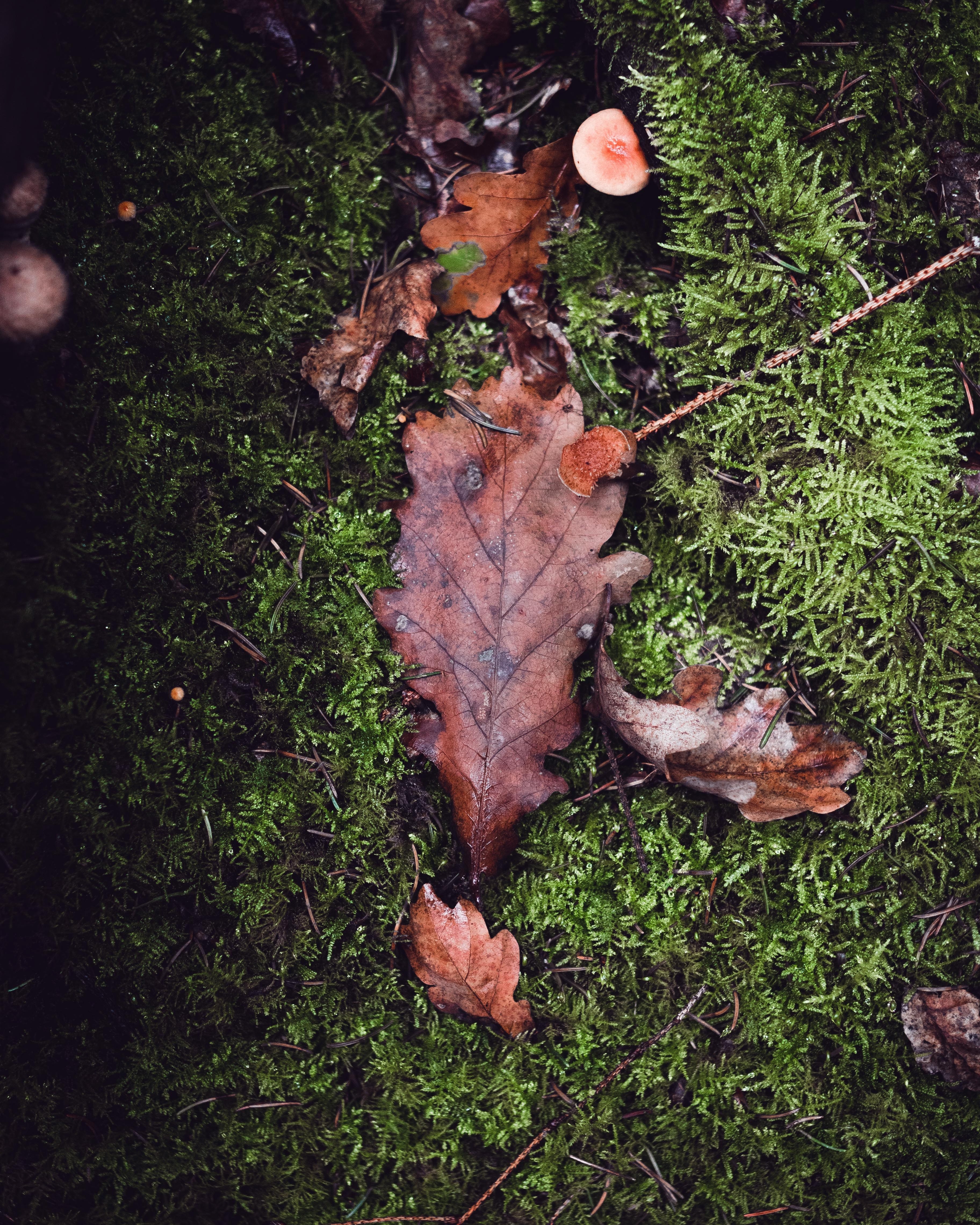 leaf mushroom moss and grass hd, 4k, Phone HD Wallpaper