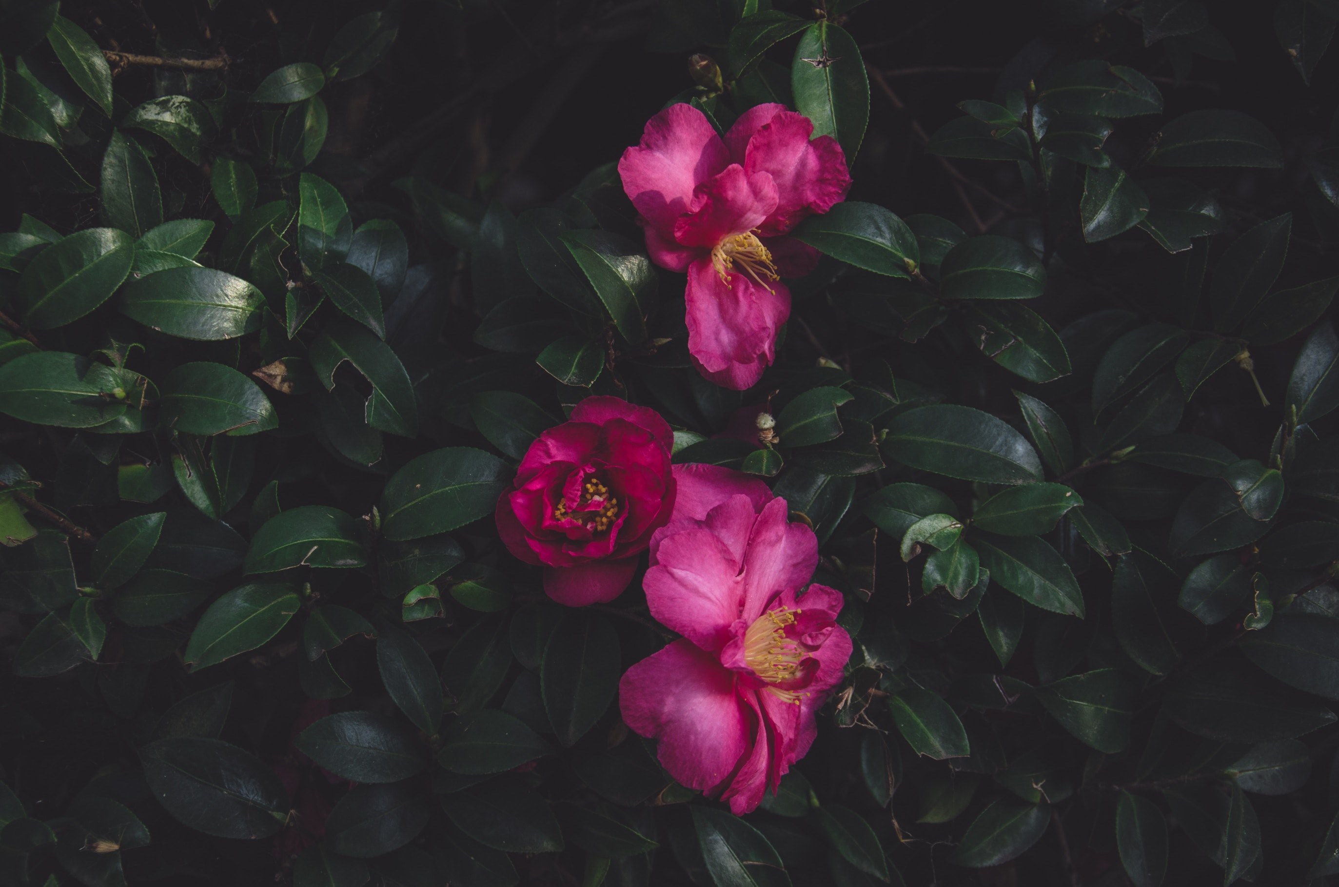 an overhead shot of intense pink flowers on dark green leaves, the queen 4k, HD Wallpaper