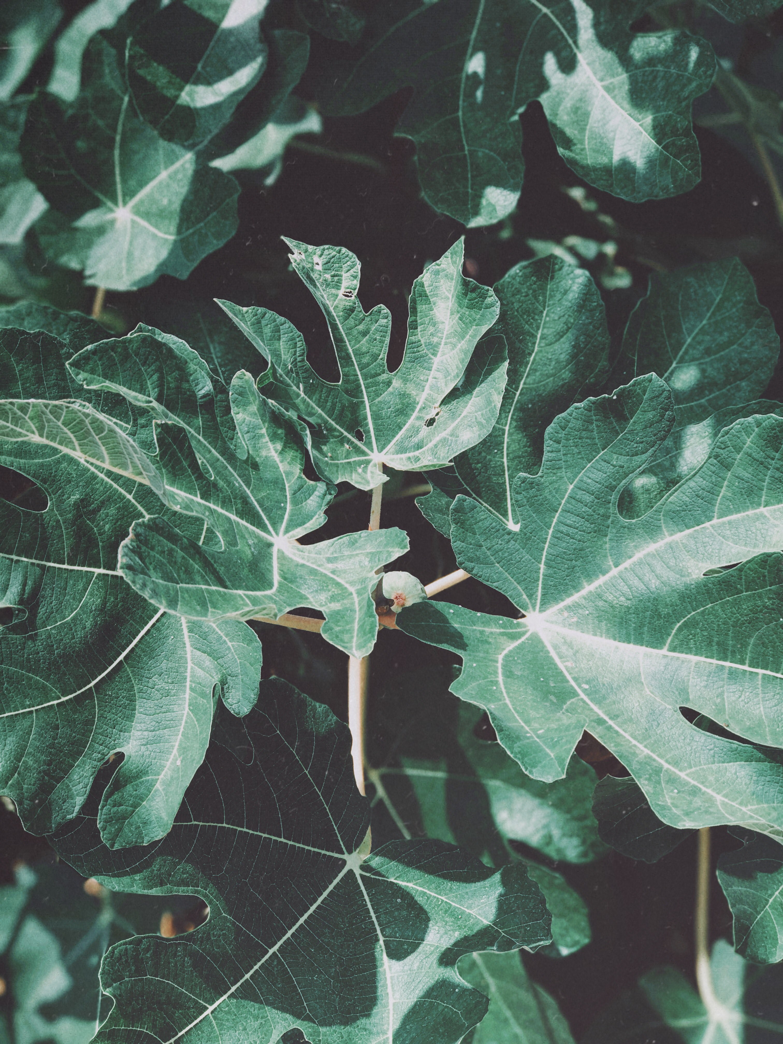 leaf foliage plant and leaf vein hd, 4k, Phone HD Wallpaper