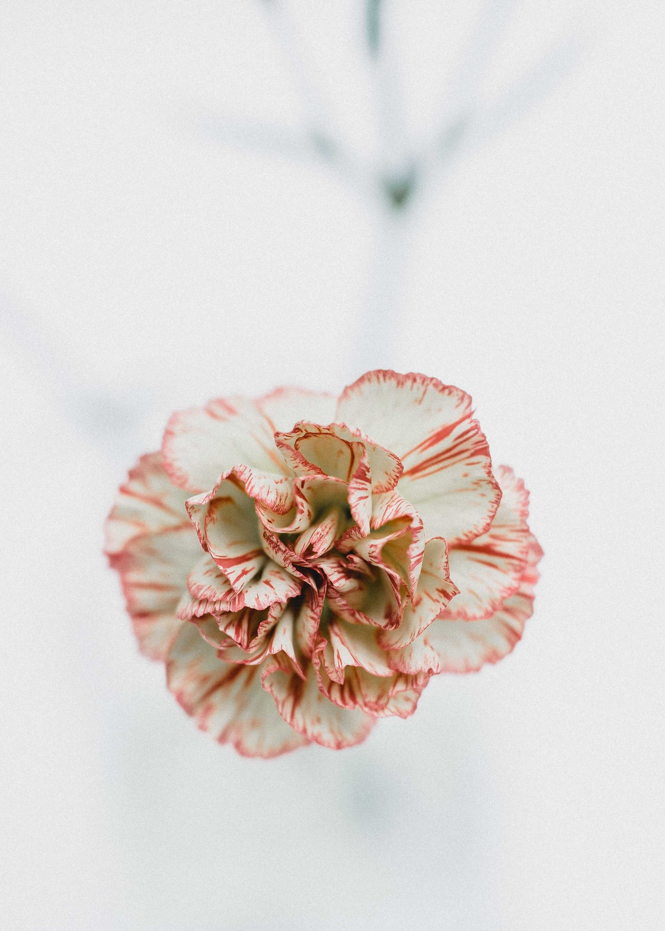 a visit to the flower shop 4k, Phone HD Wallpaper