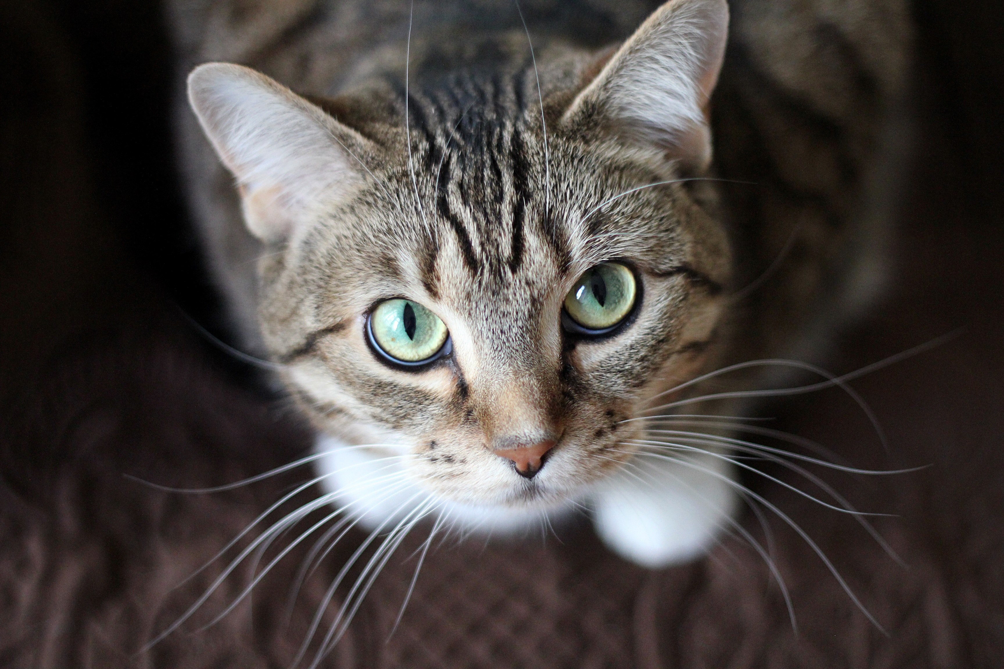 whisker pet animal and cat 4k, HD Wallpaper