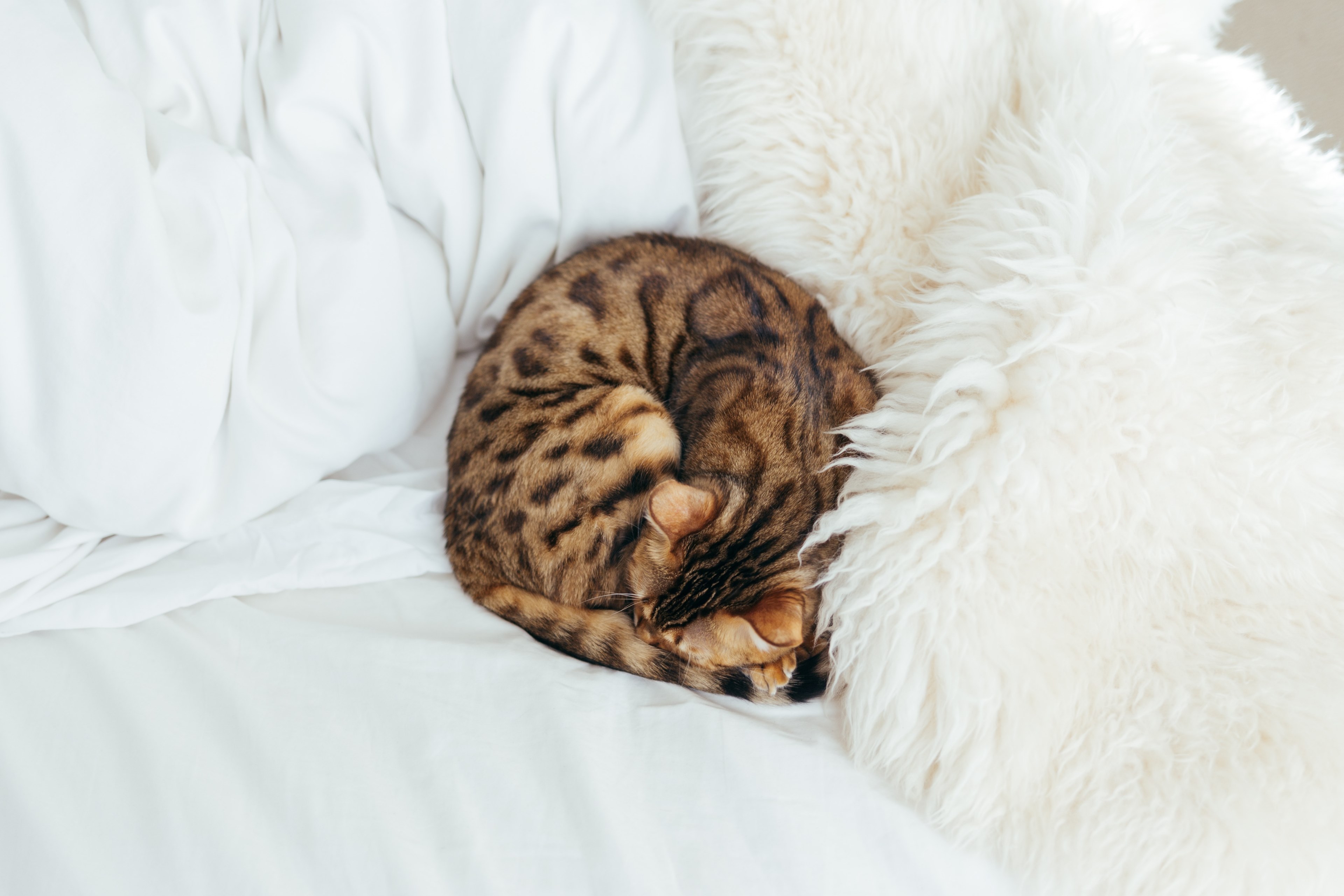 curled up sleeping minimal and texture 4k, HD Wallpaper