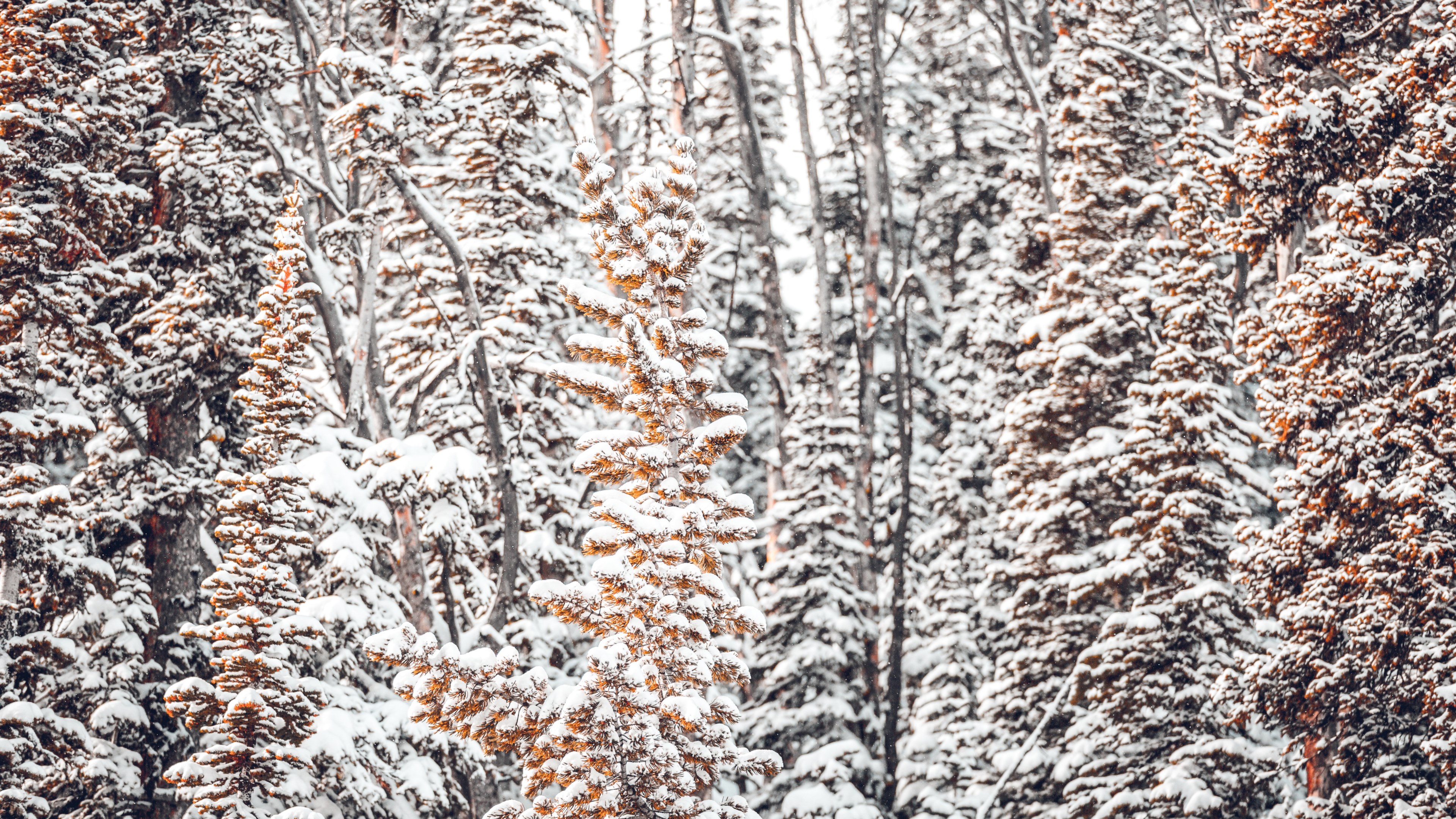 winter wilderness 13 4k, HD Wallpaper