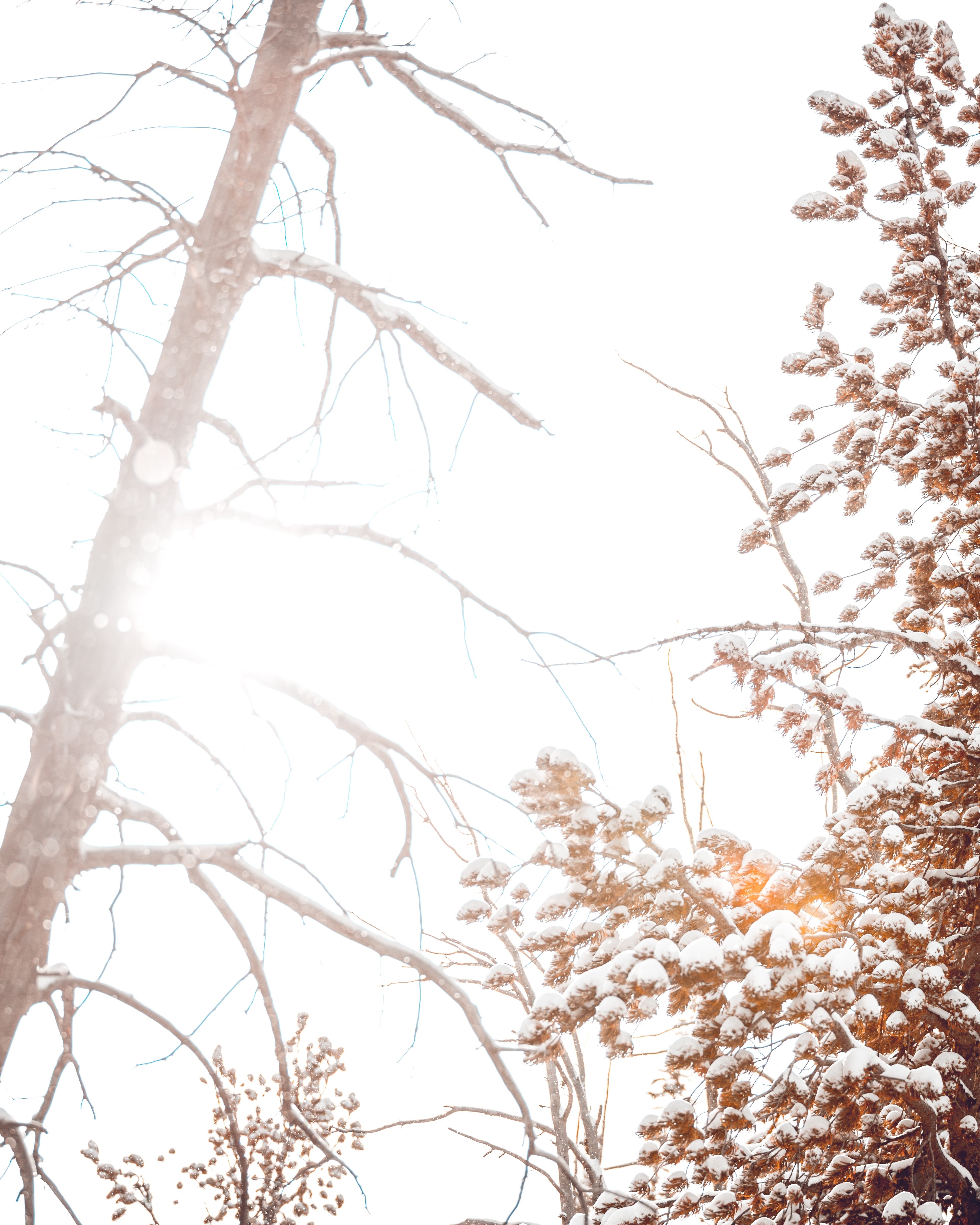 winter wilderness 12 4k, Phone HD Wallpaper