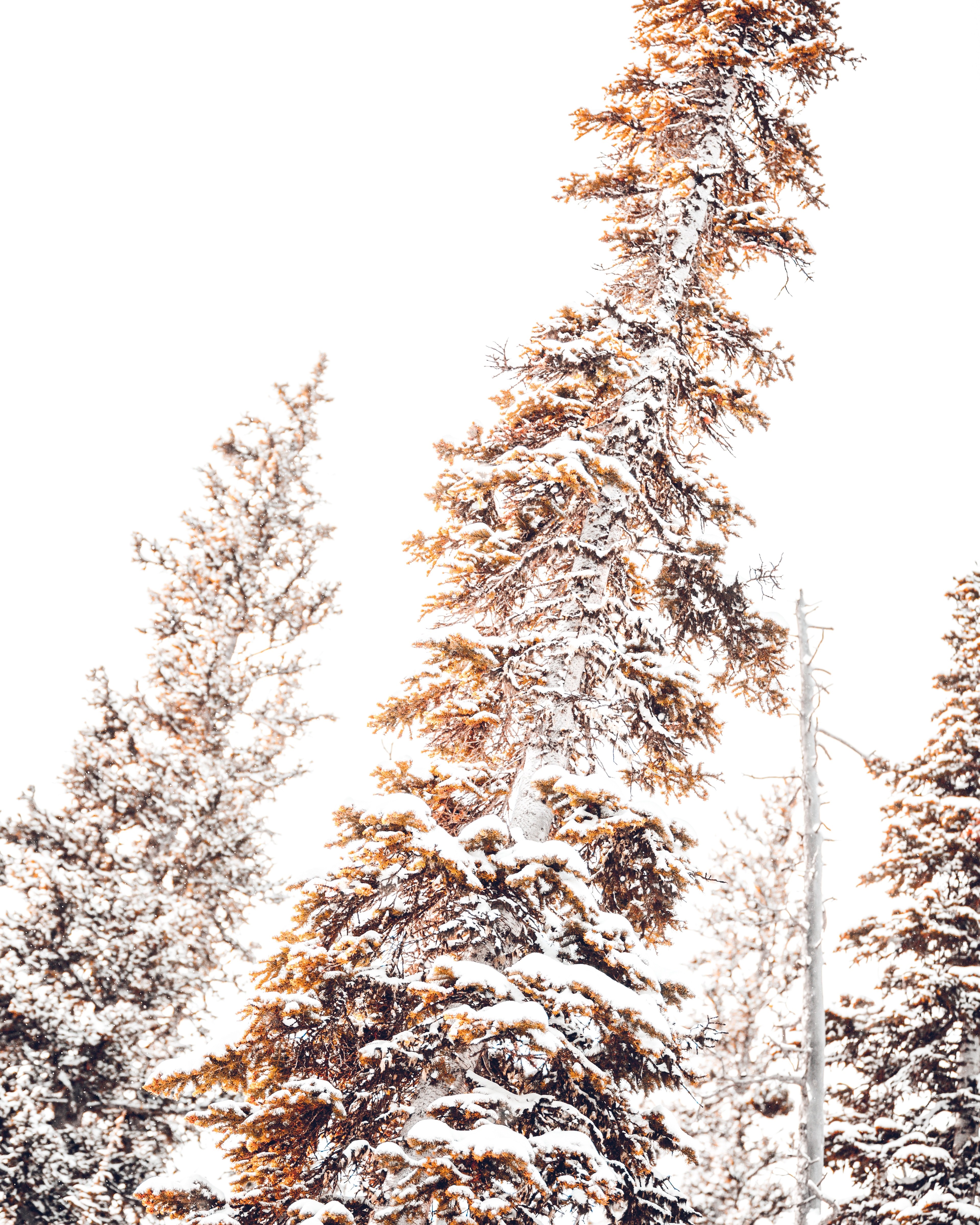 winter wilderness 10 4k, Phone HD Wallpaper