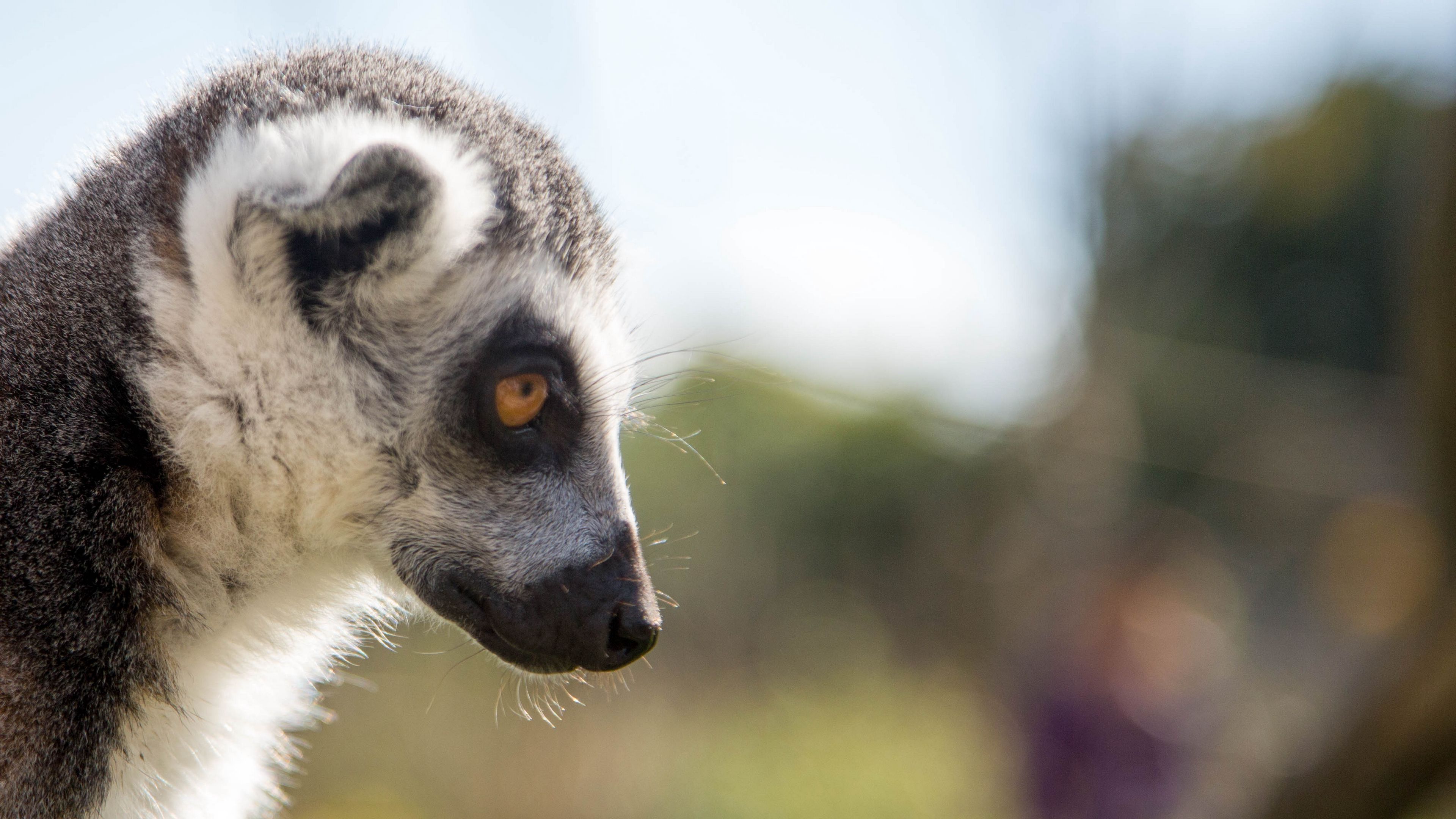 lemur, muzzle, profile, glance, 4k, HD Wallpaper