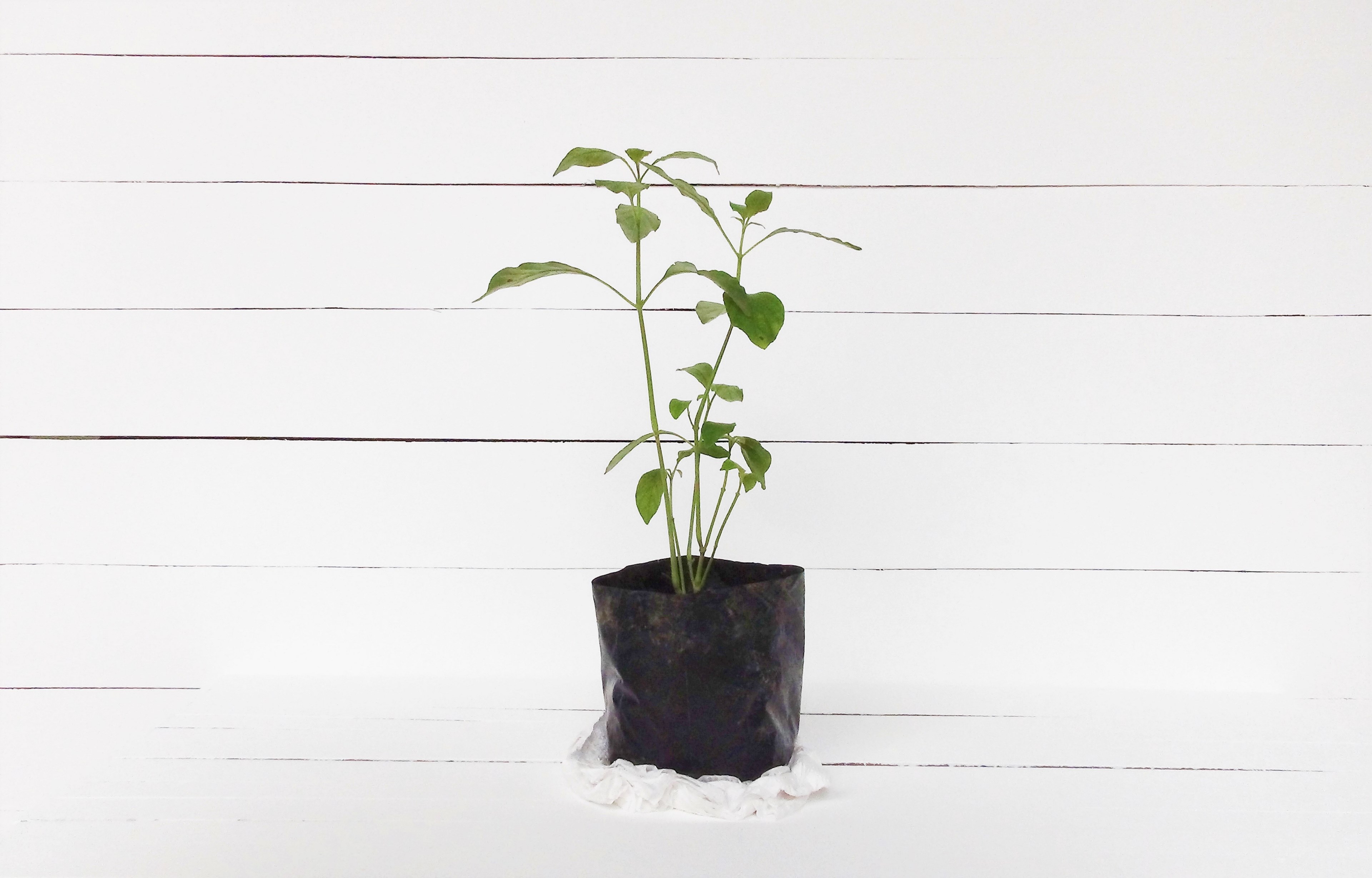 plant baf soil and leaf 4k, HD Wallpaper