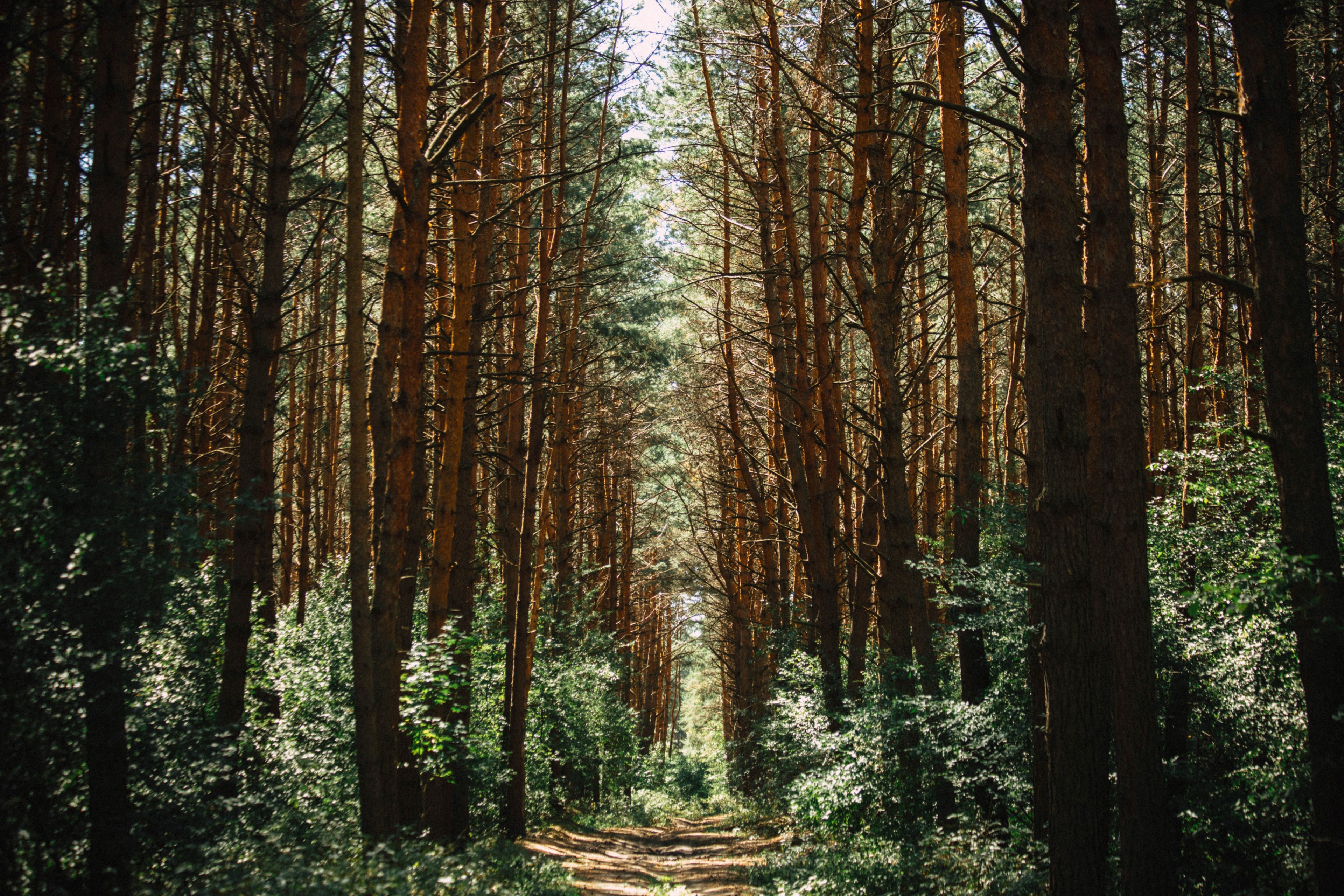 an overgrown path through a coniferous forest, overgrown forest path 4k, HD Wallpaper
