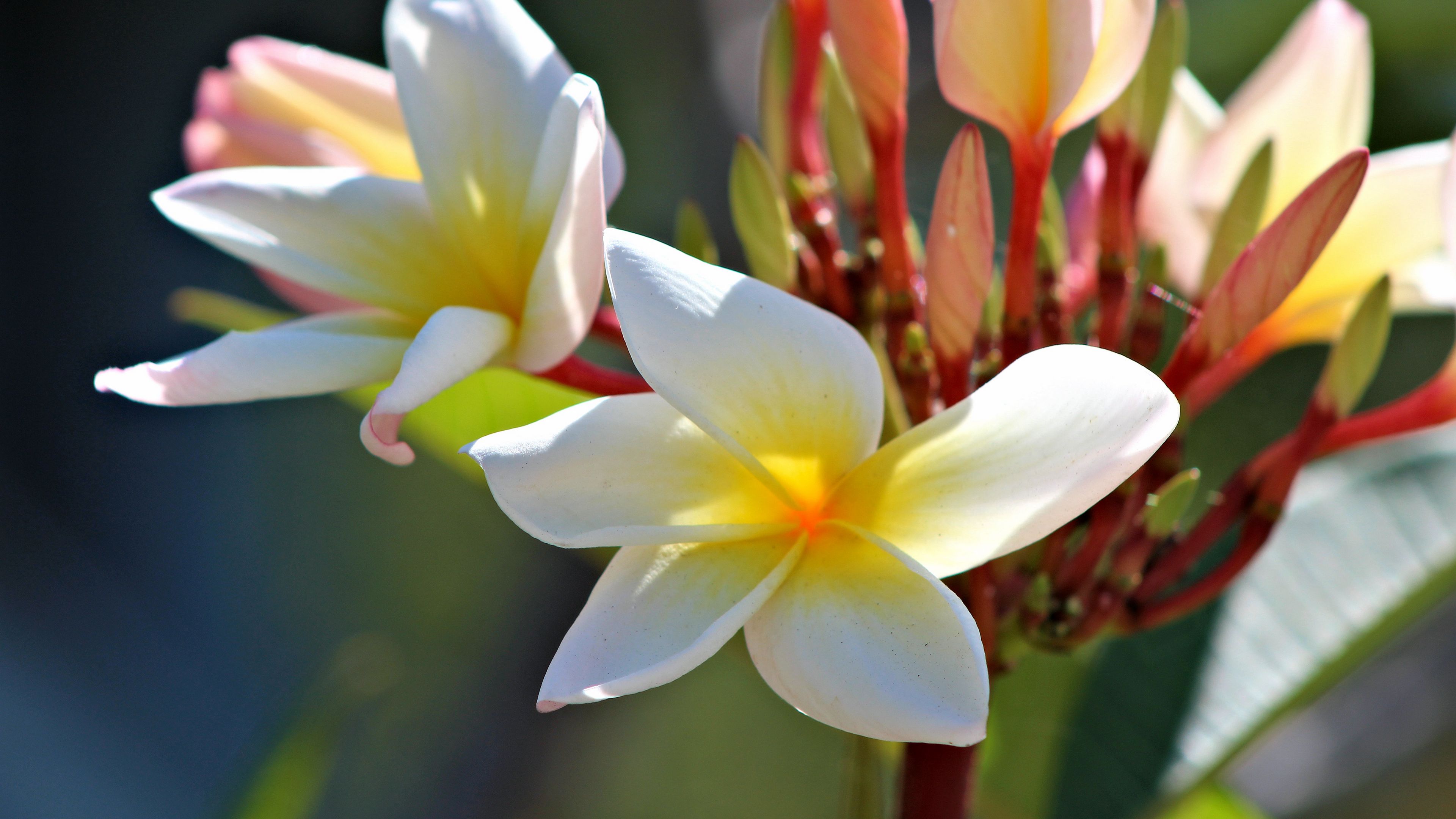 magnolia, flowers, petals, buds, 4k, HD Wallpaper